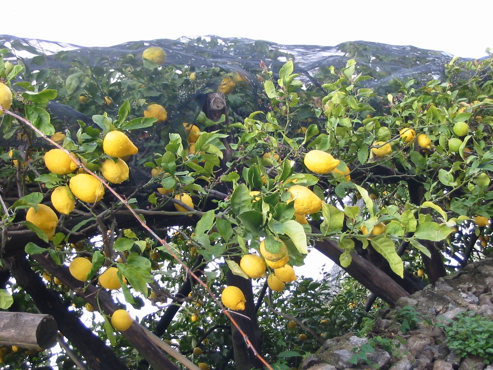 Lemons ripening on the tree