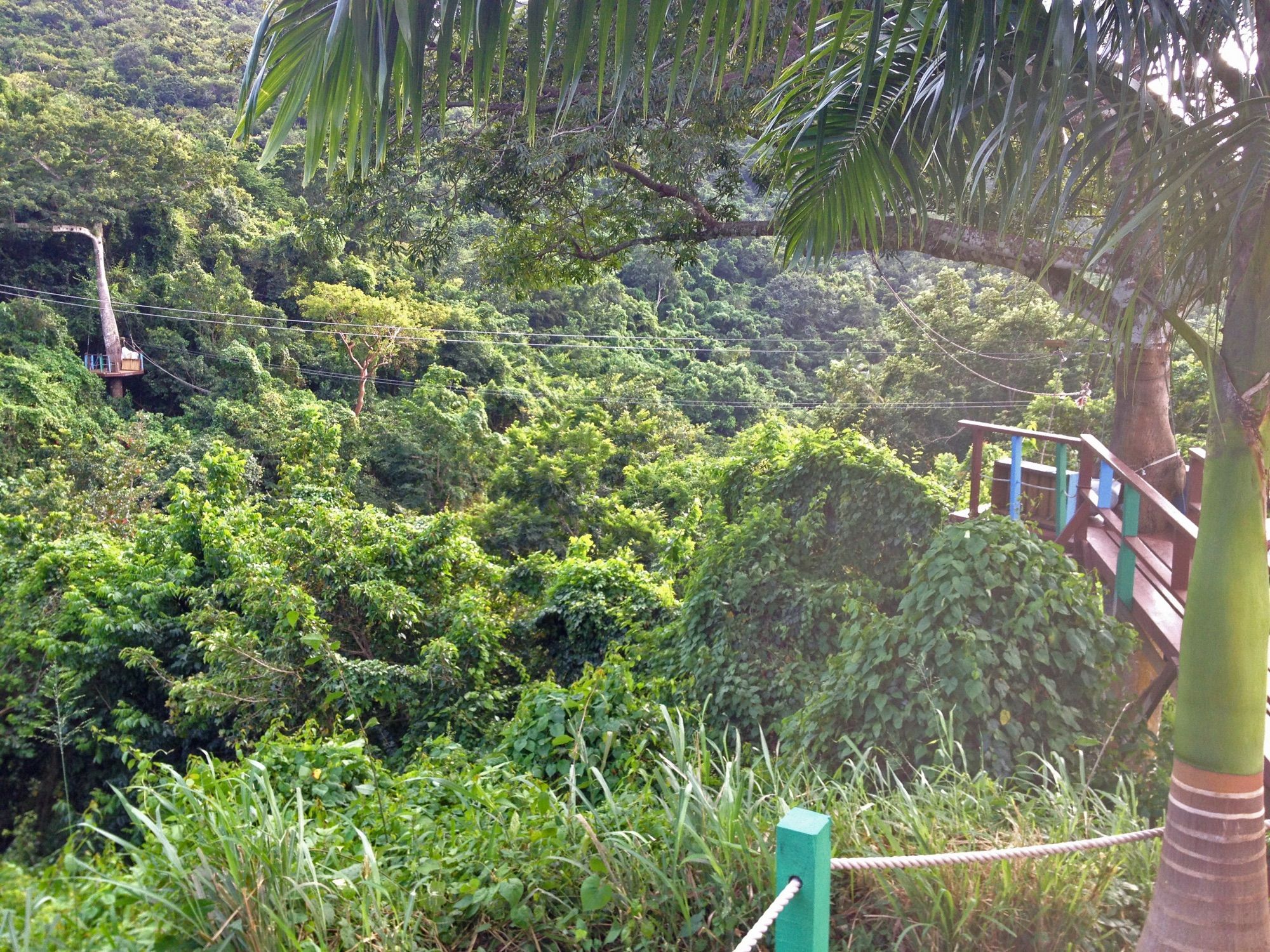 Rainforest zipline canopy tour