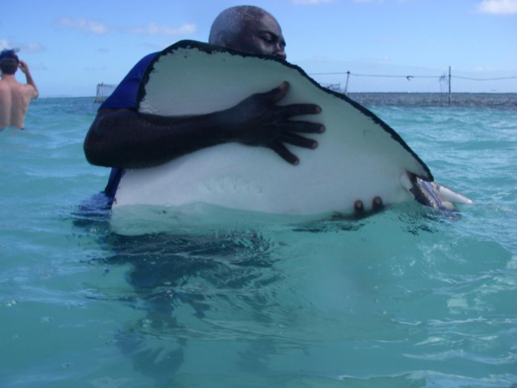 Stingray City: swim with southern stingrays