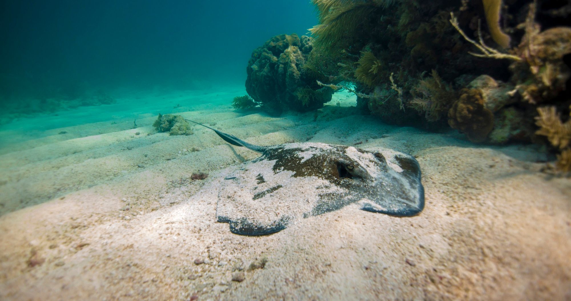 Stingray City: swim with southern stingrays