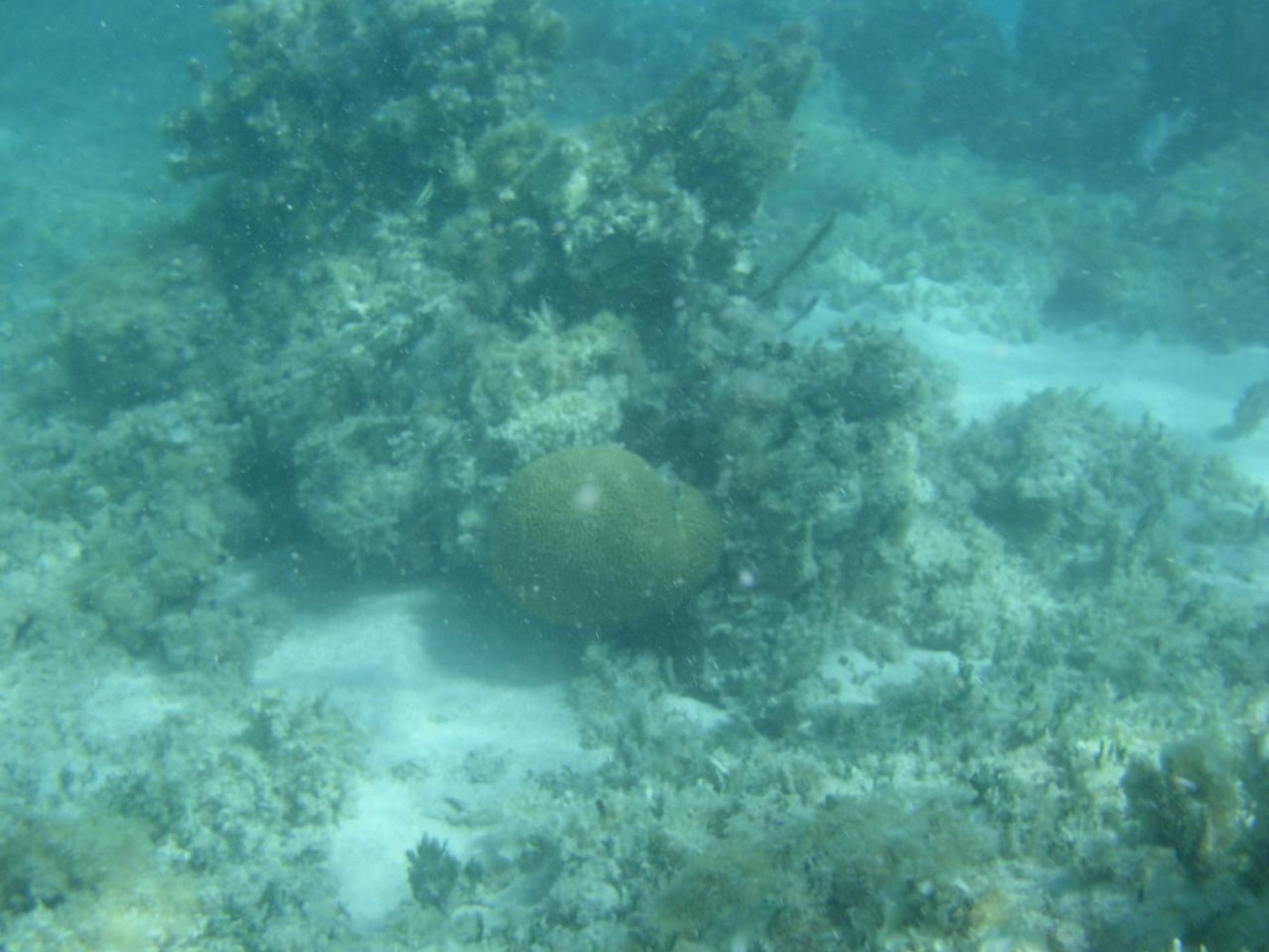 Stingray City: swim with southern stingrays