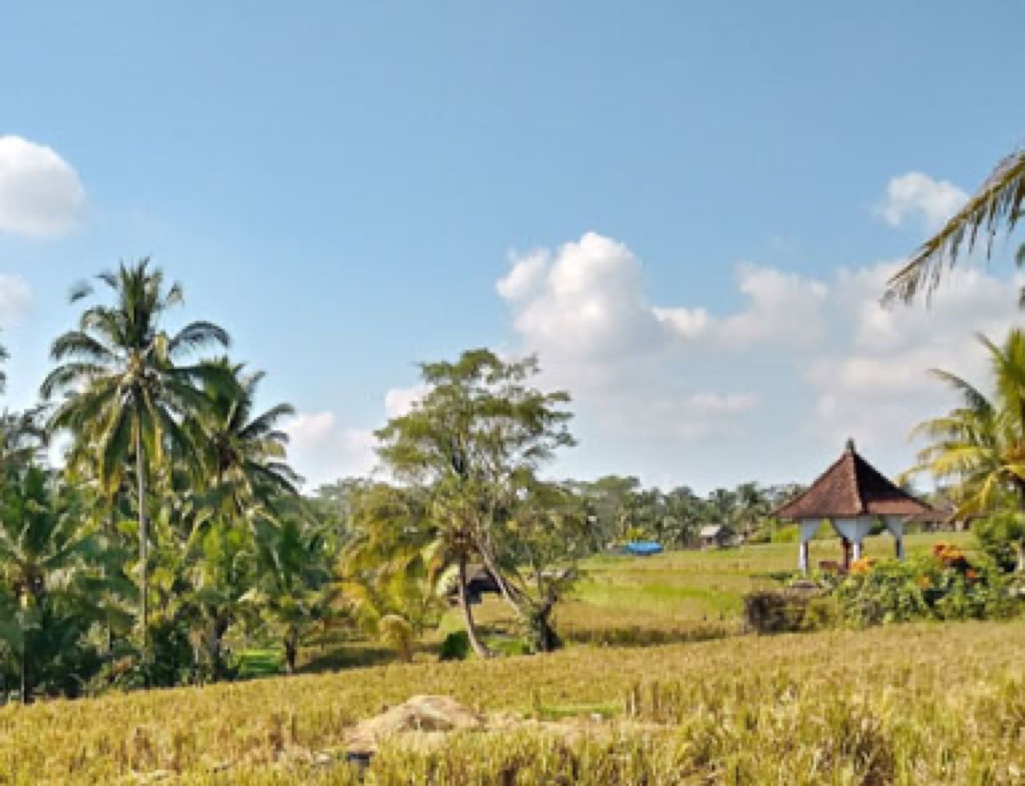Rice fields near Laplapan