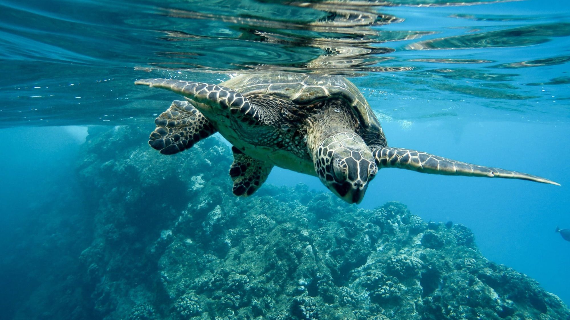 Kayak and Snorkel with Turtles, Los Cristianos