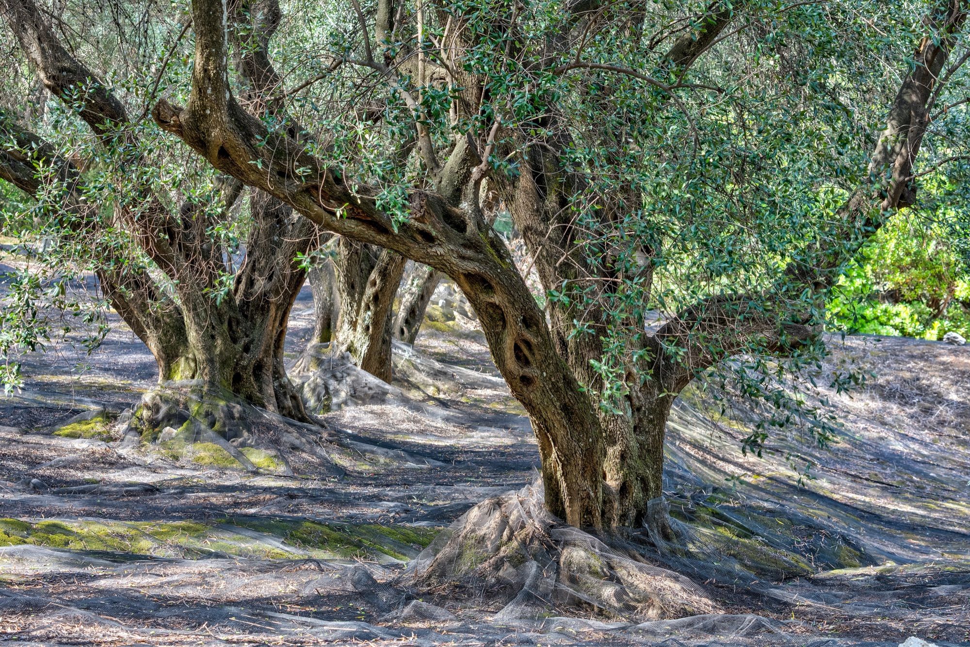 Olive Mill Tour and Olive Oil Tasting