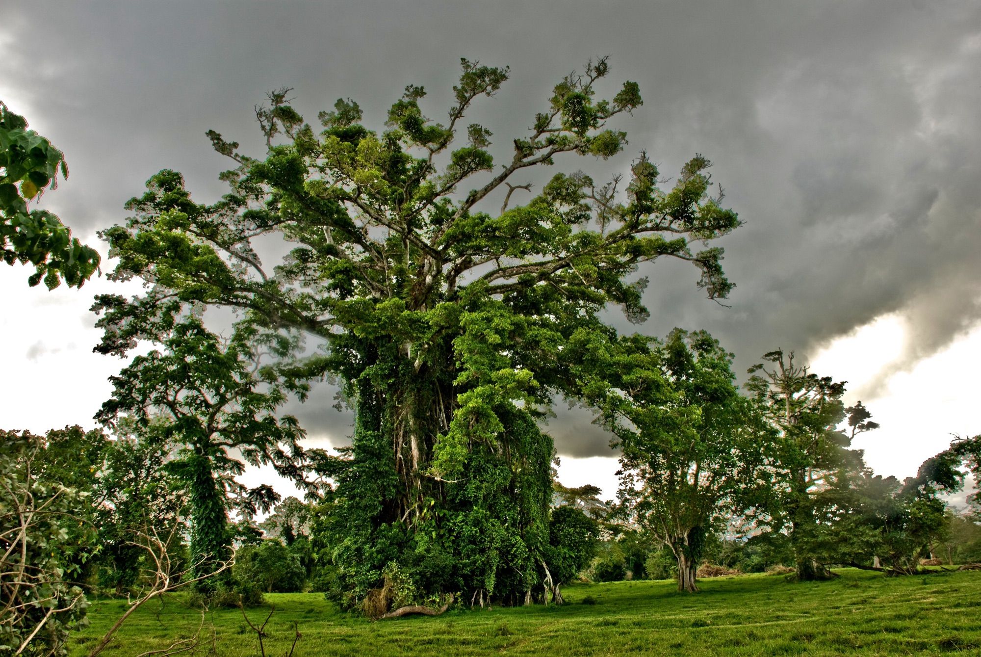 Giant banyan tree on Efate