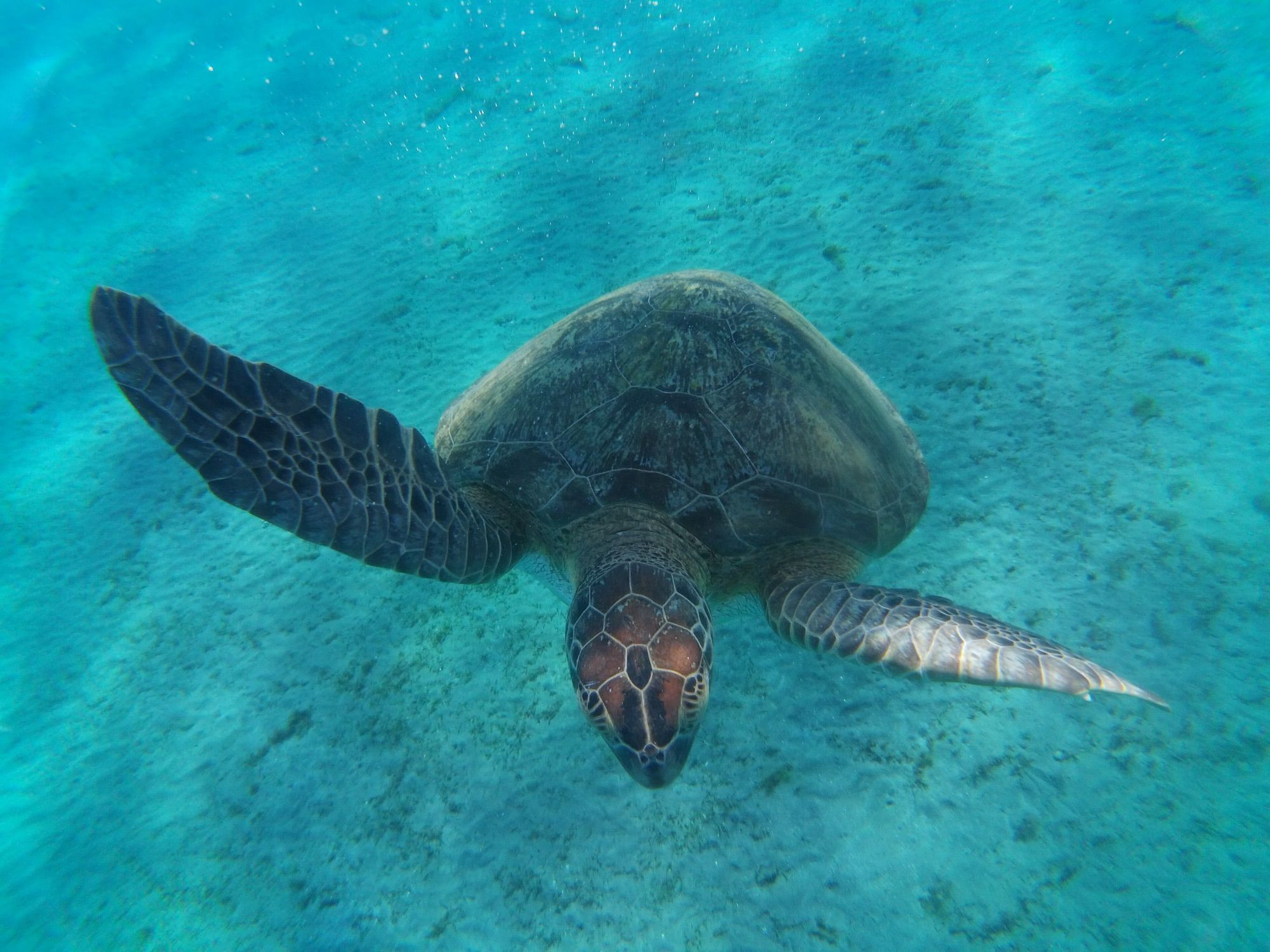 Snorkel with turtles at Abu Dabbab Bay, Marsa Alam