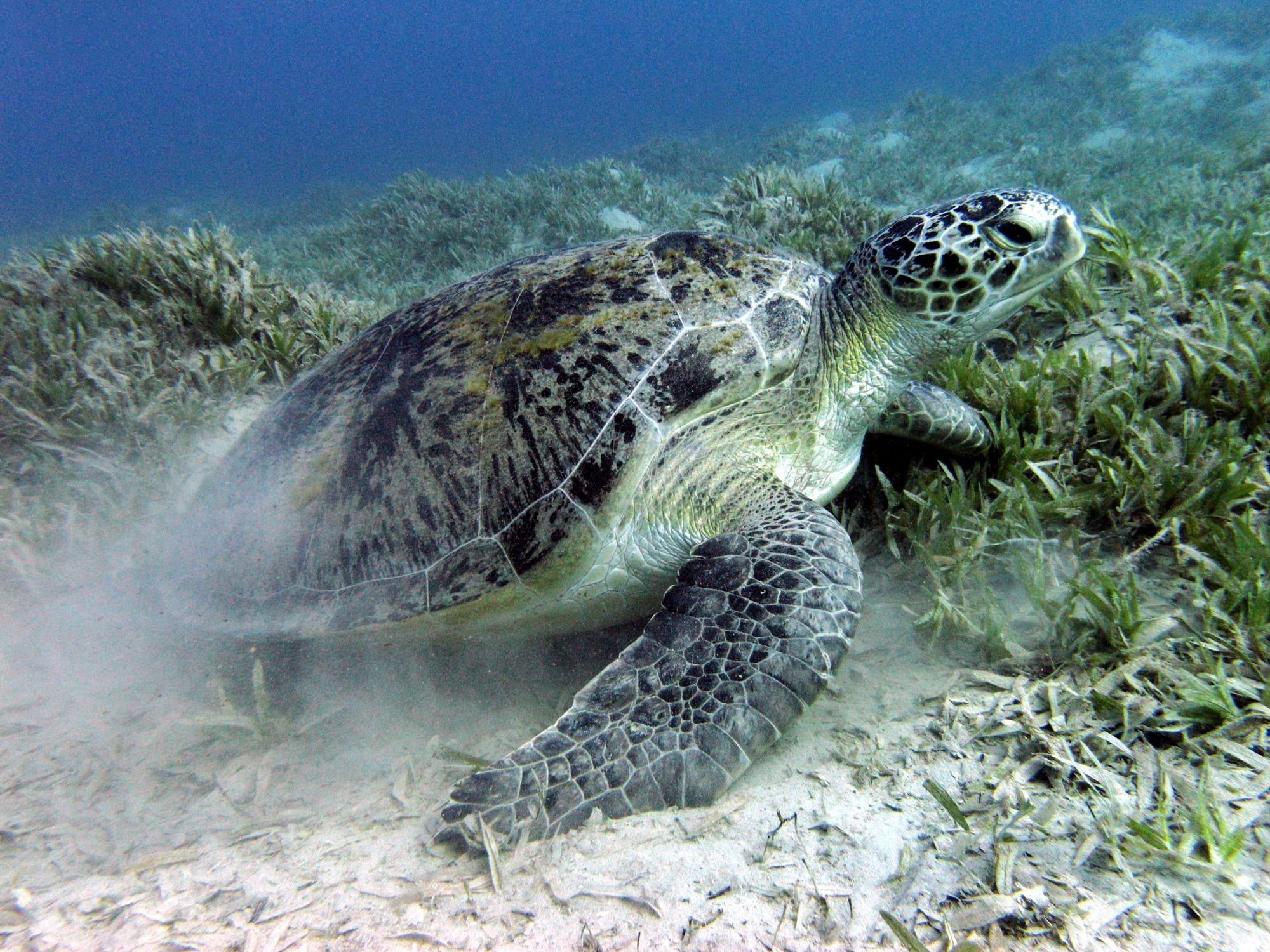 Snorkel with turtles at Abu Dabbab Bay, Marsa Alam
