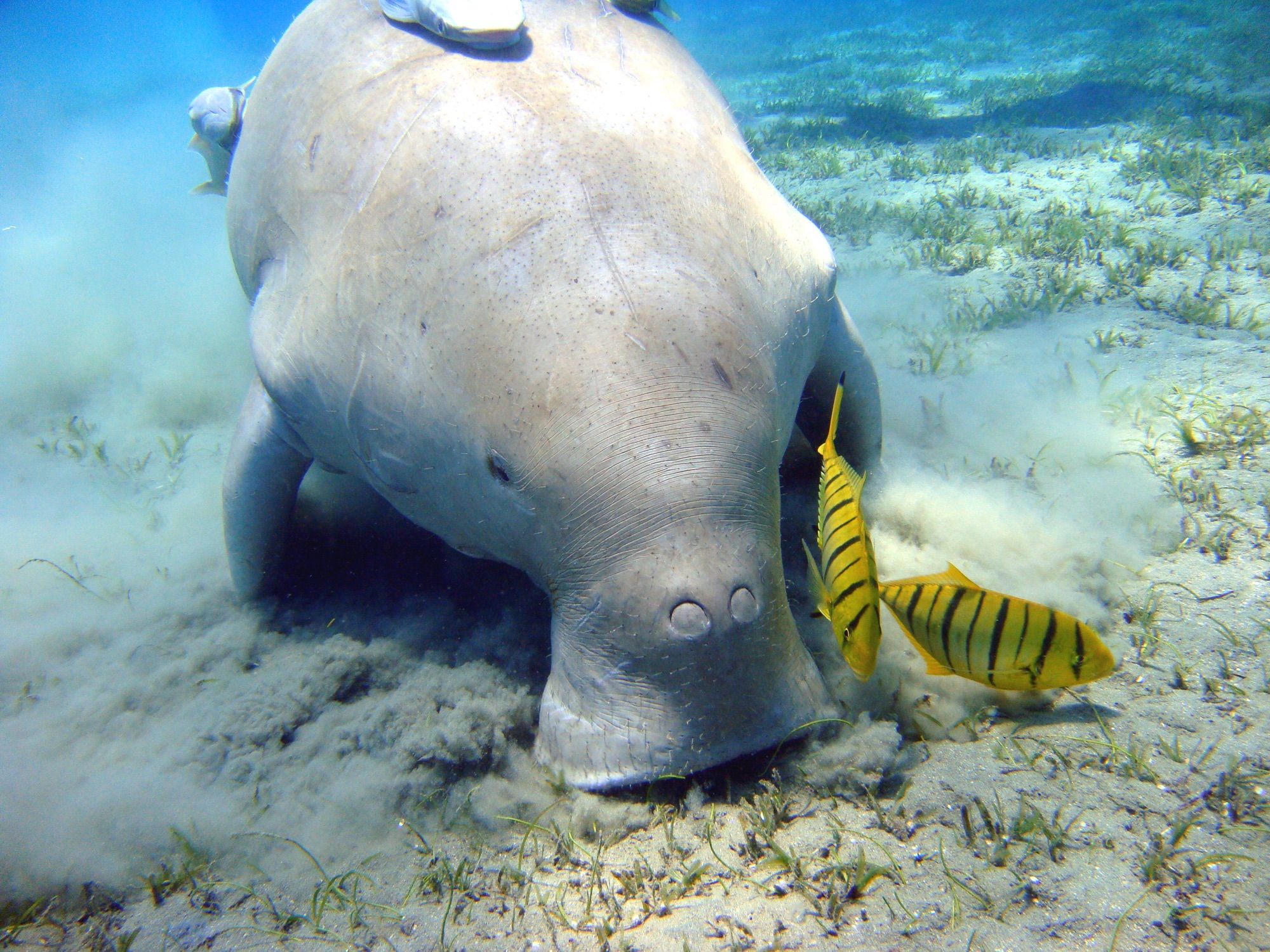 Snorkel with turtles at Abu Dabbab Bay, Marsa Alam