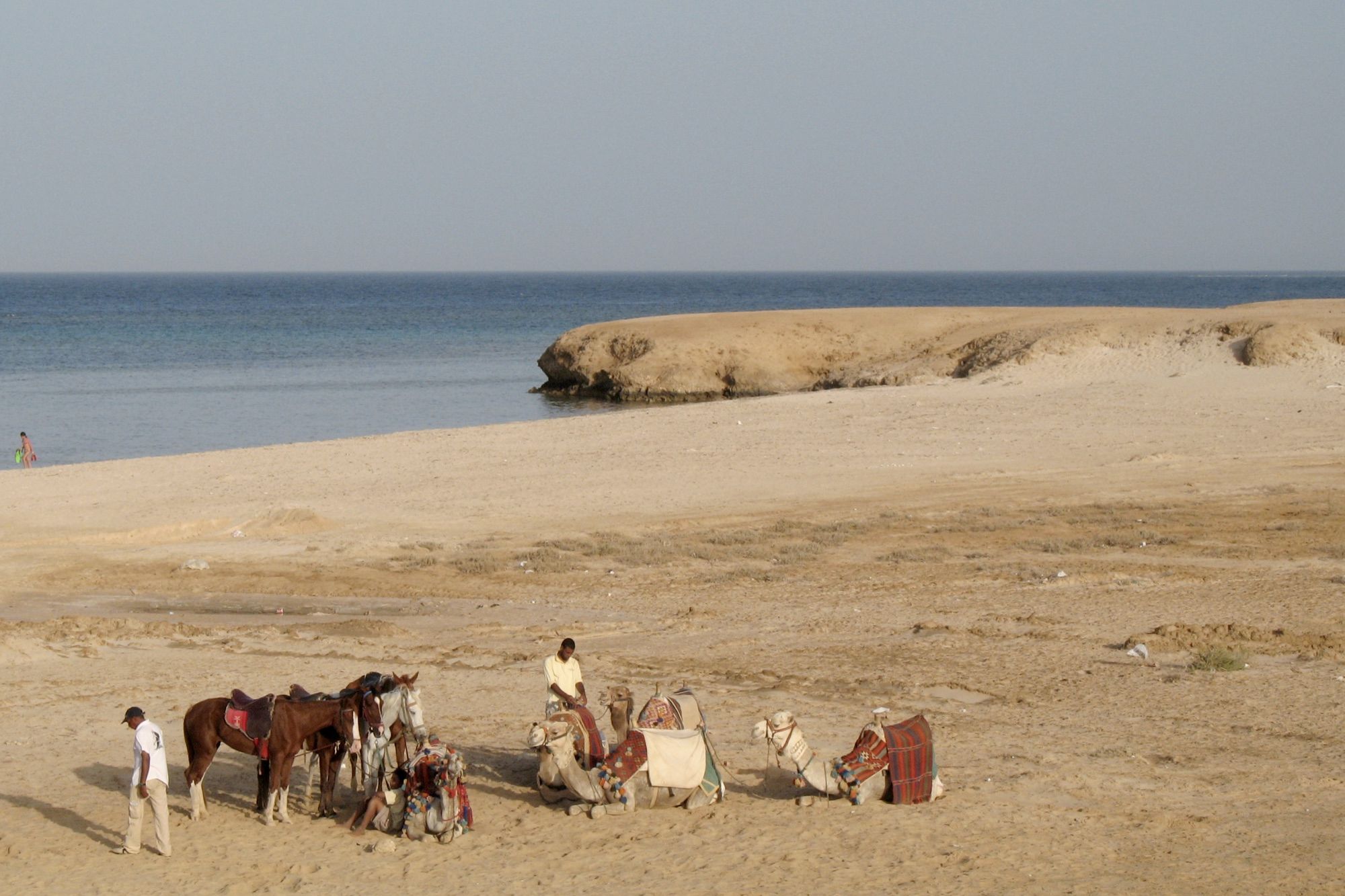 Snorkel with turtles at Abu Dabbab Bay, Marsa Alam