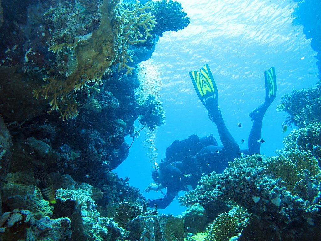 Try scuba diving in the Red Sea: beginner boat dive from Hurghada
