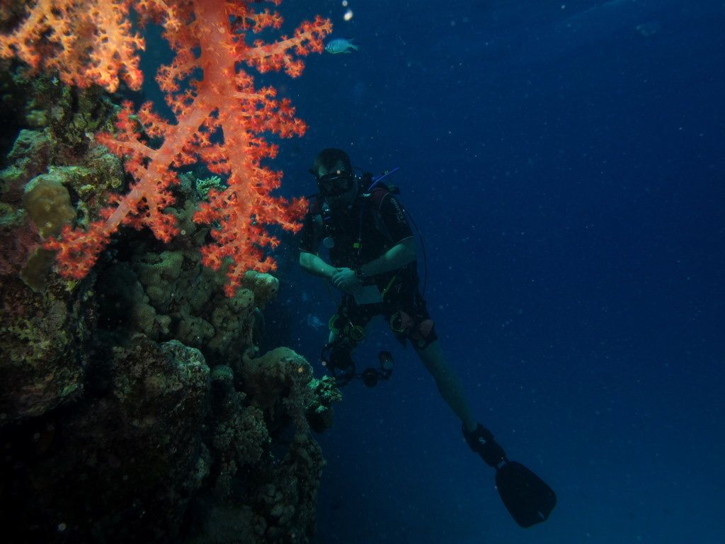 Try scuba diving in the Red Sea: beginner boat dive from Hurghada