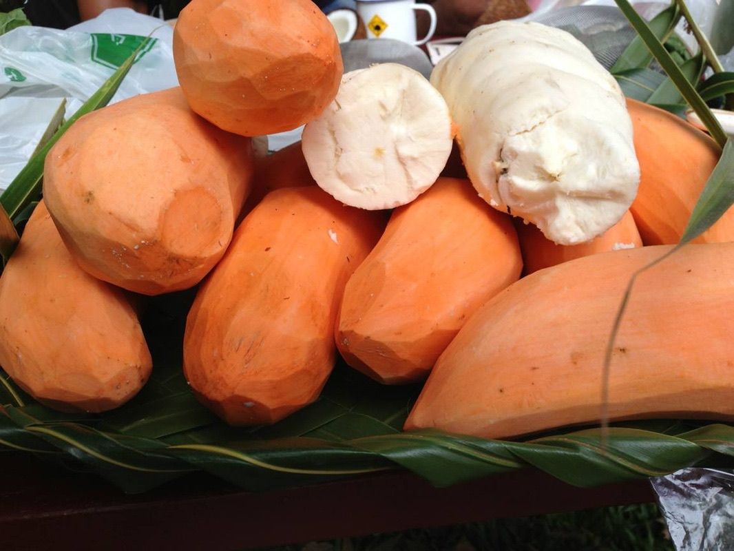 Island root crops: yam, taro and manioc