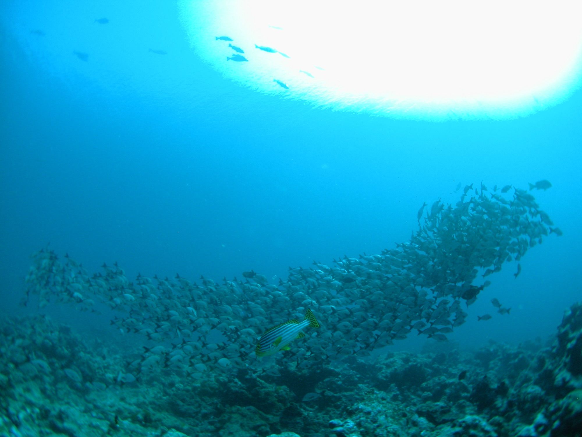 Schooling fish over a Maldivian reef