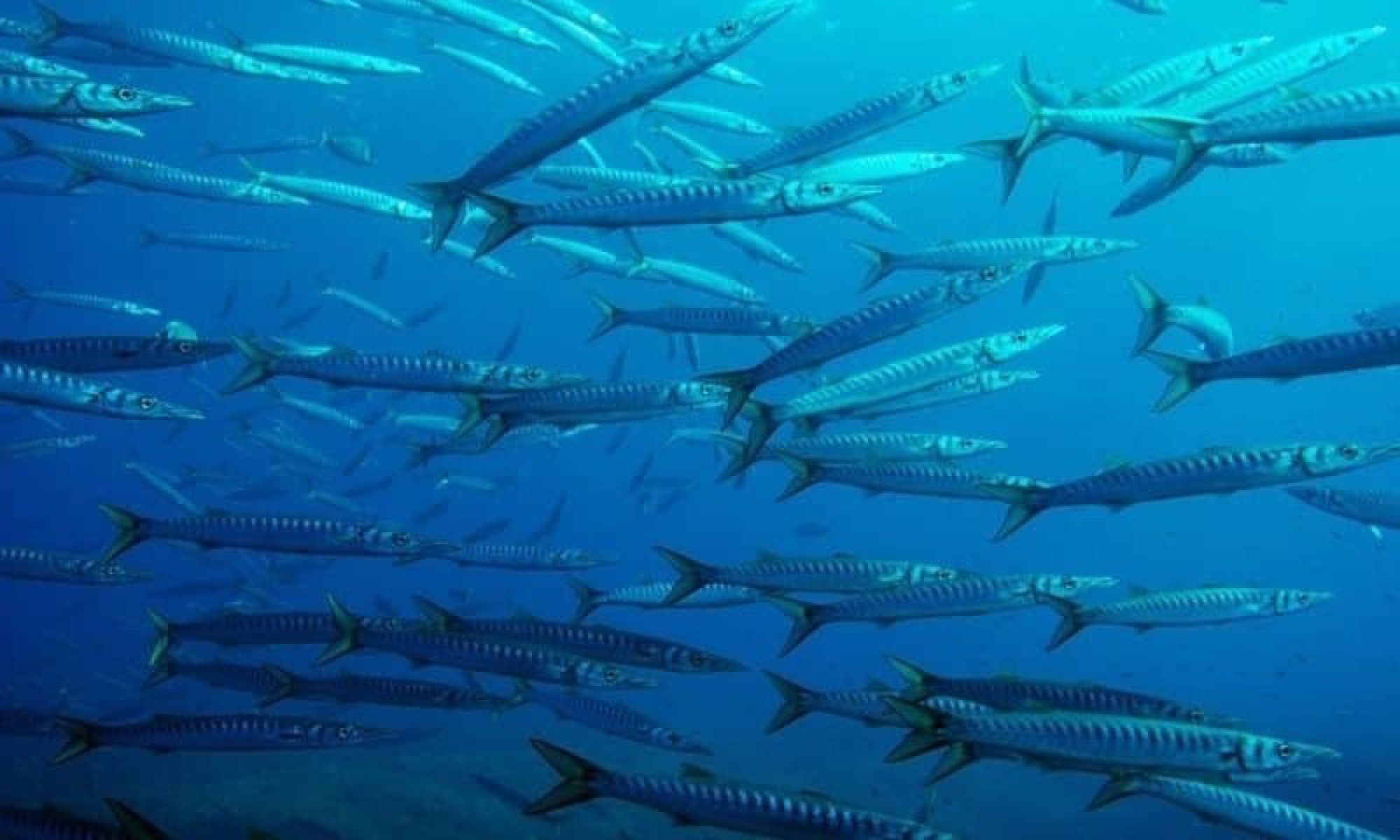 School of barracuda off Malta
