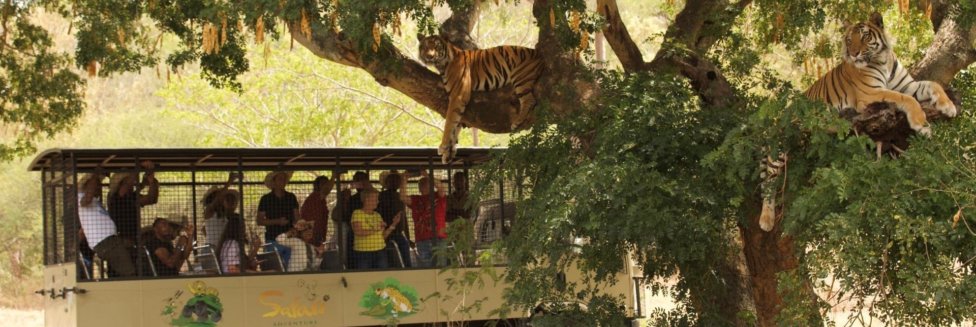 Safari vehicle on the Big Cats Drive Thru