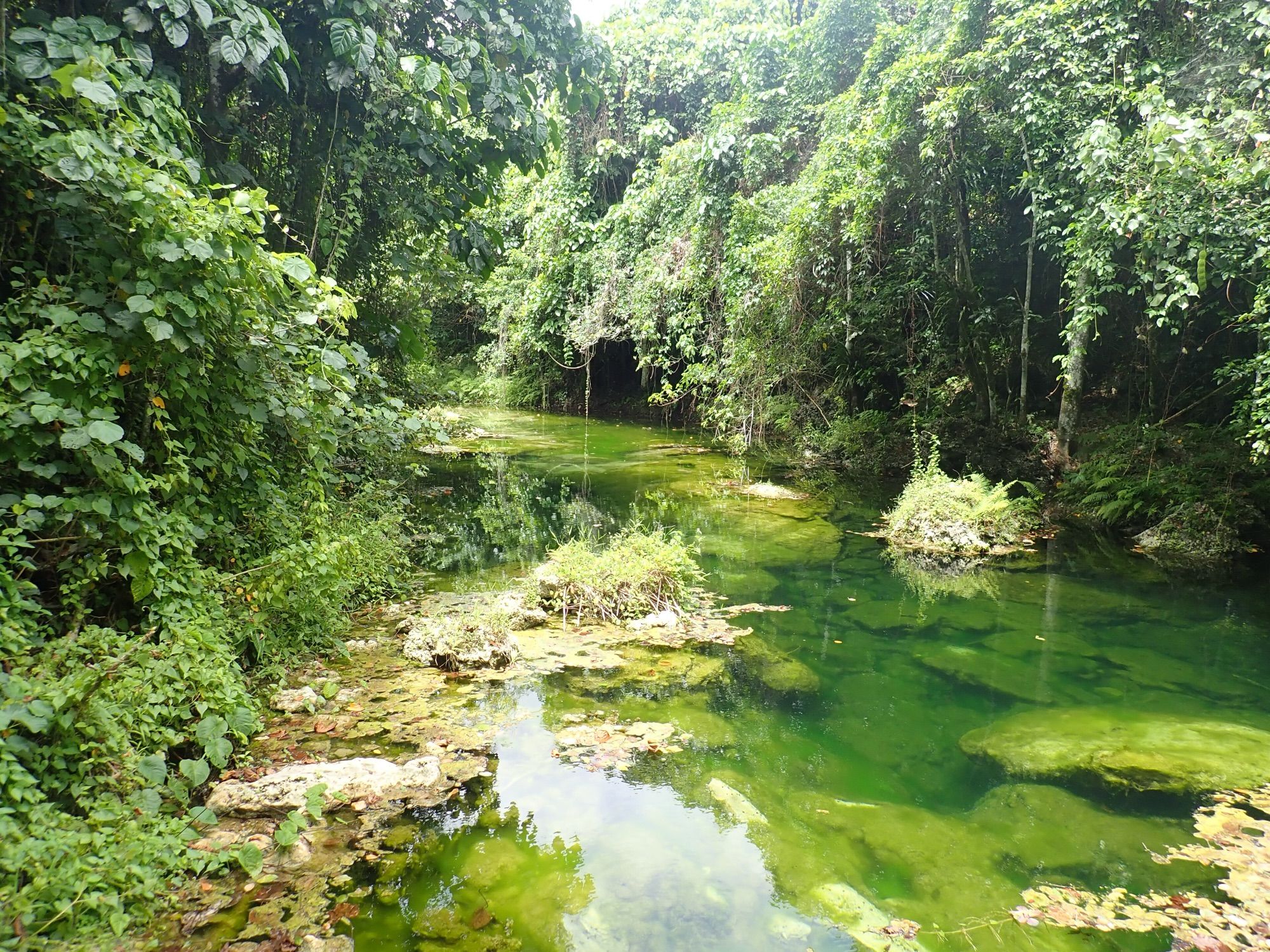 Clear pools and rainforest along the Rentapao River