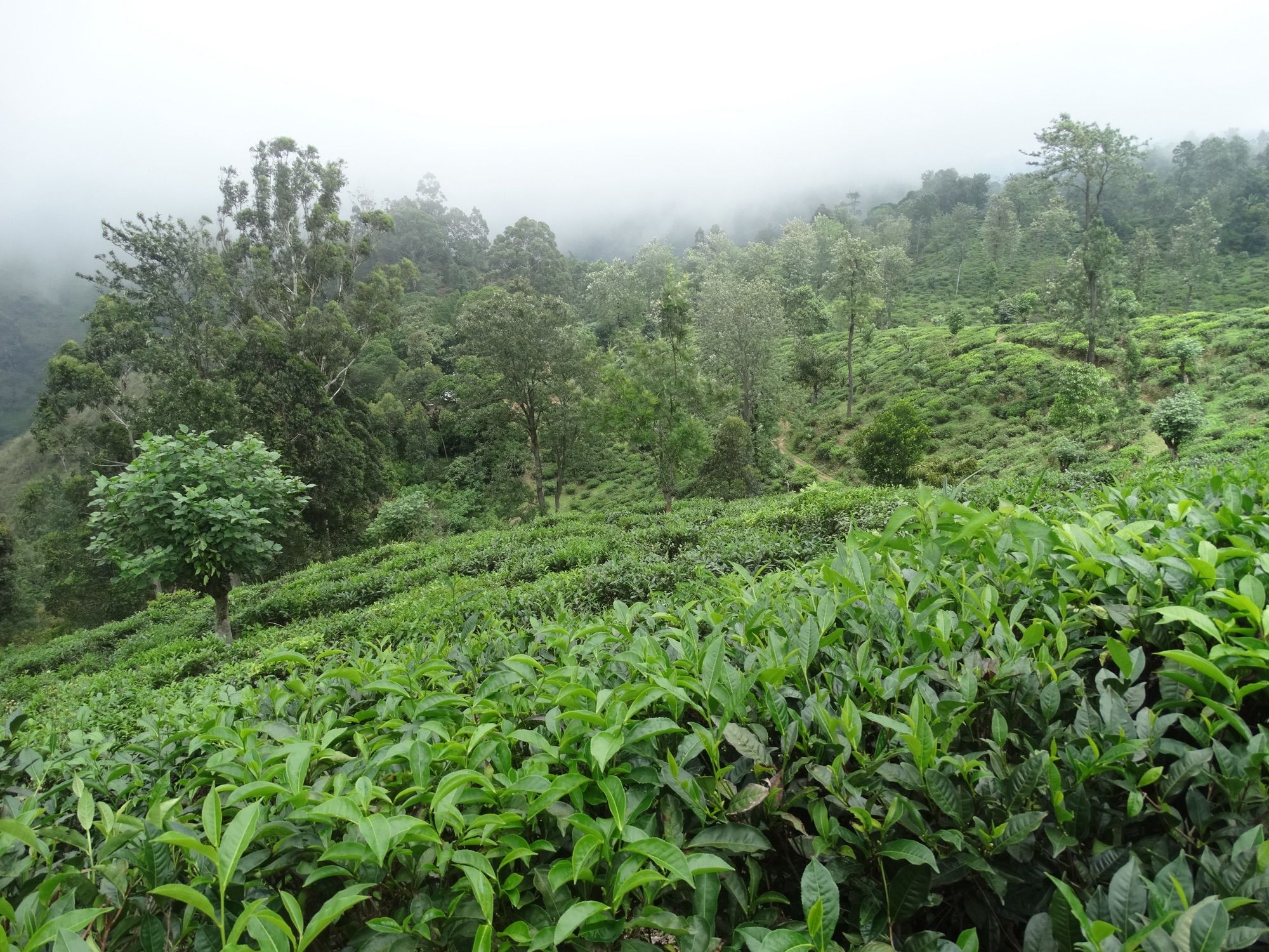 Tea Factory Tour and Tasting near Ella