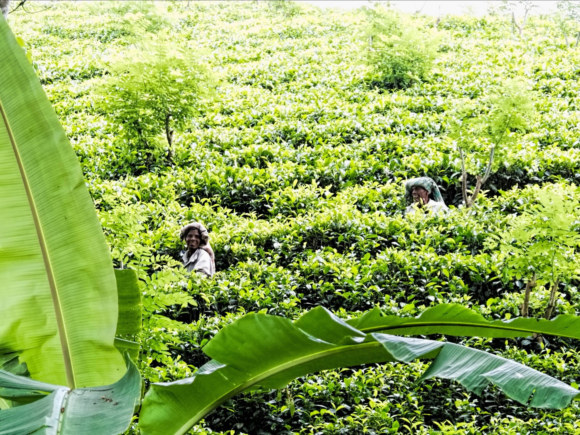 Tea pluckers at work on the slopes