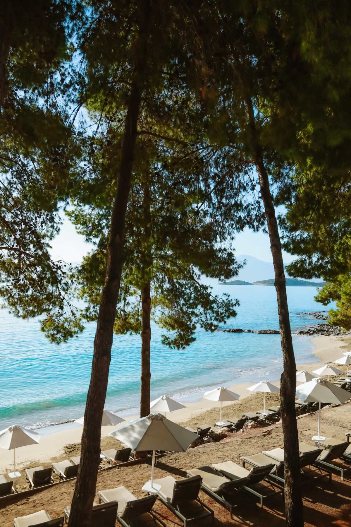 The resort's sandy beach under the pines