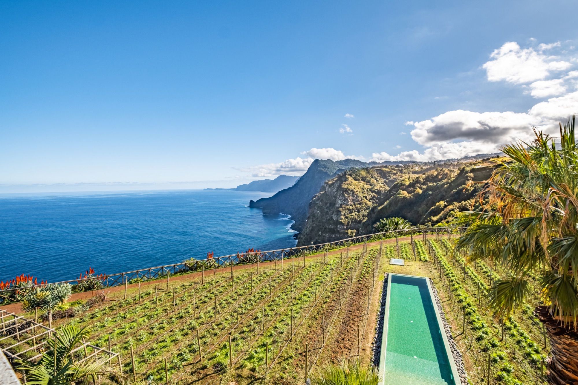 Vineyard terraces above the Atlantic