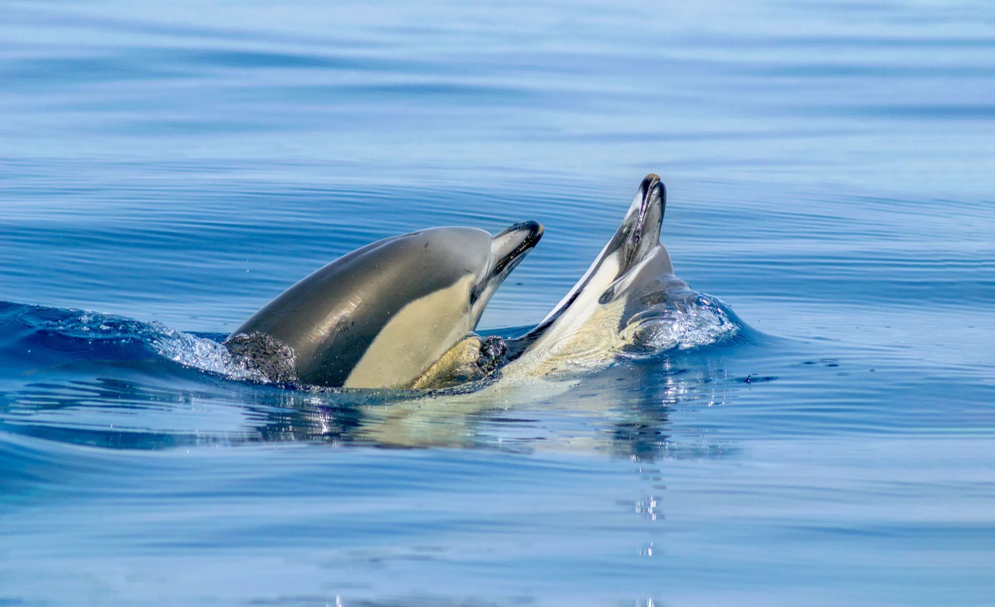 Two dolphins breaking the surface