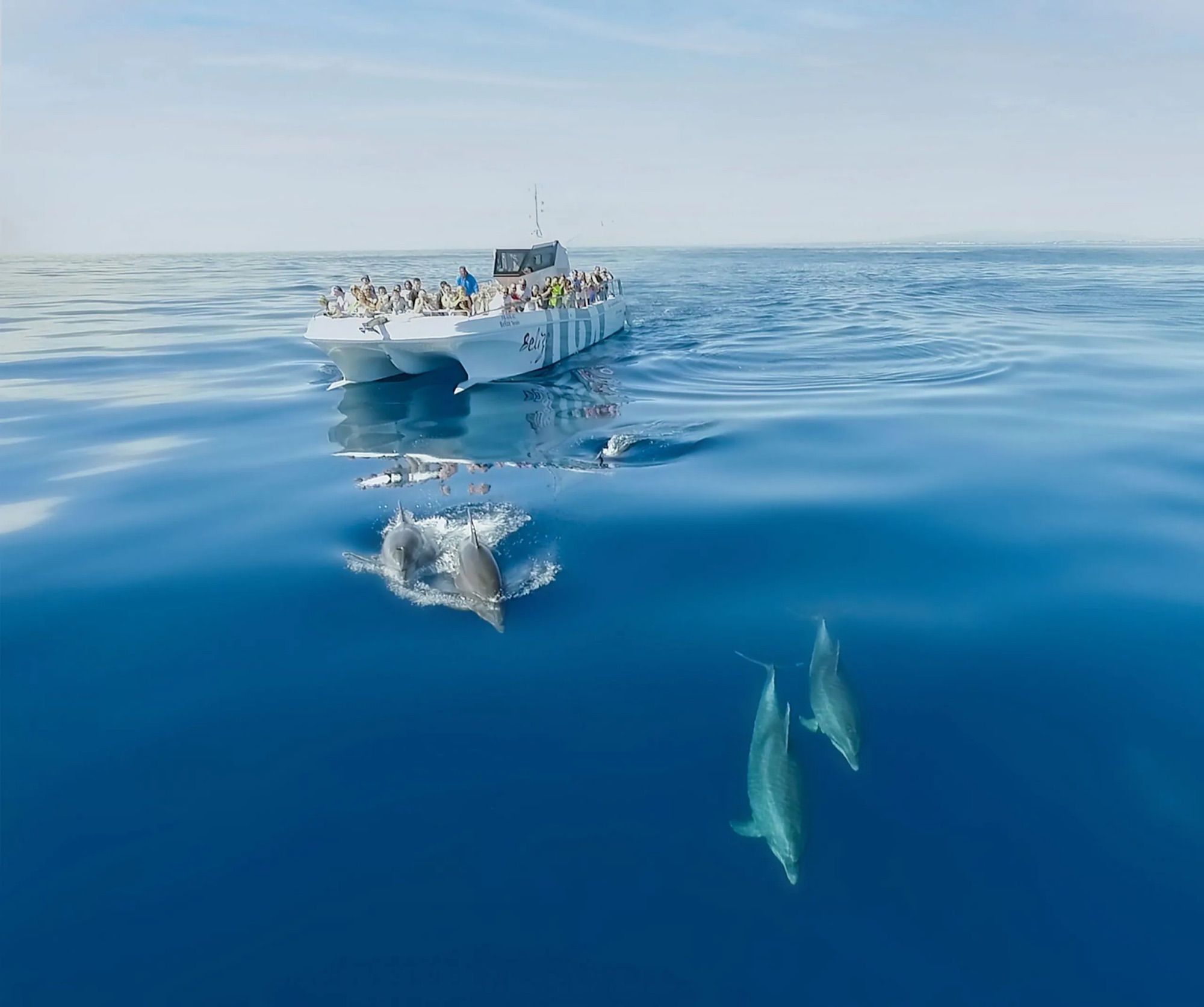 Dolphins under the water in front of a catamaran