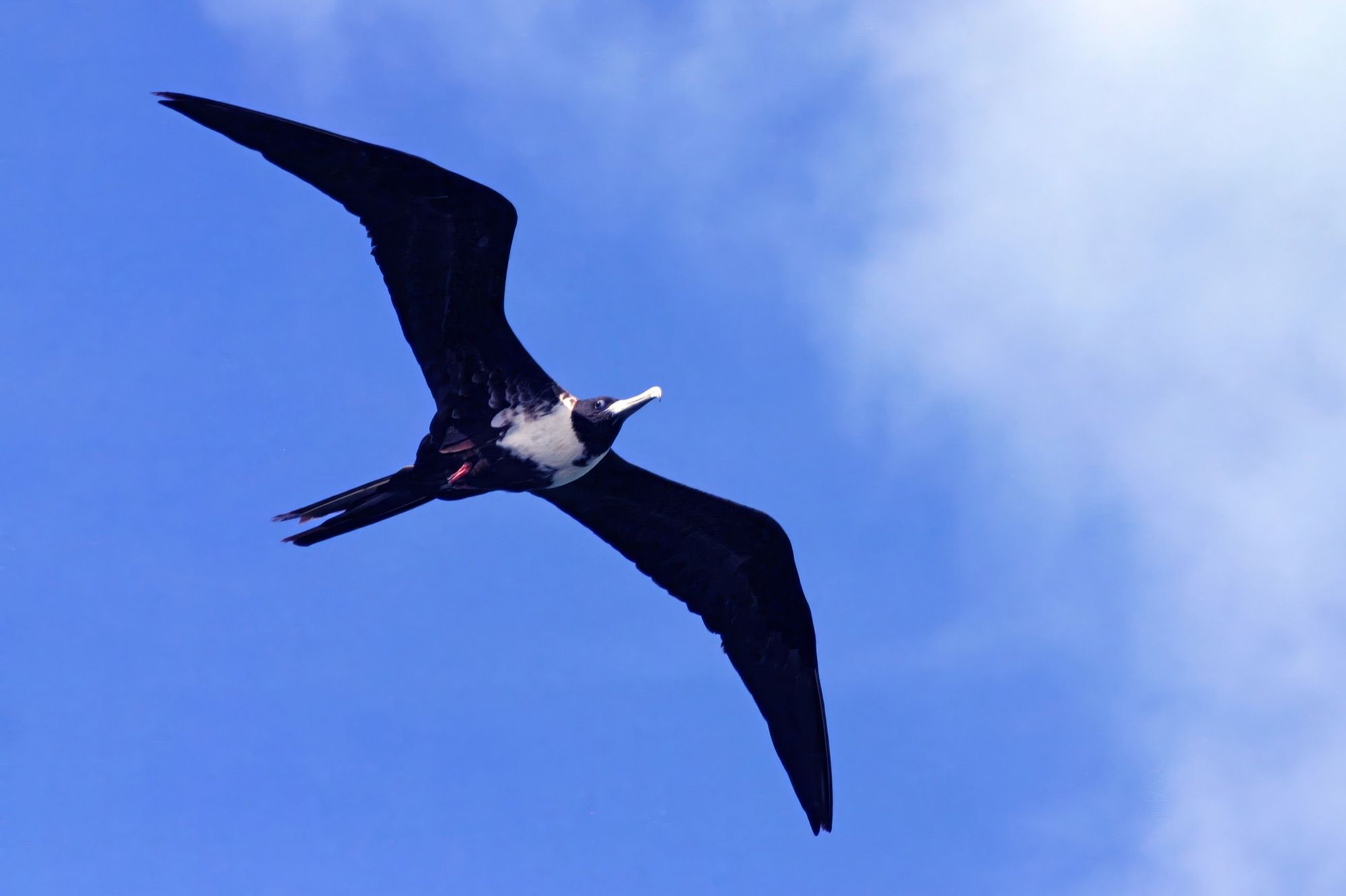 Magnificent frigatebird soaring against a blue sky