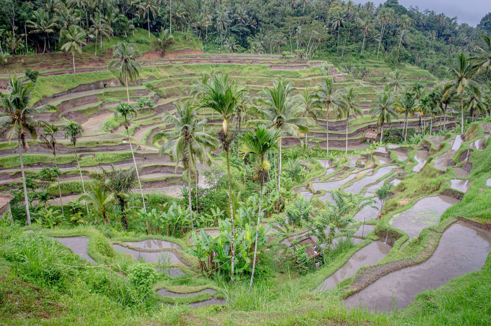 Ubud Highlights: Rice Terraces, Monkey Forest and Water Temple