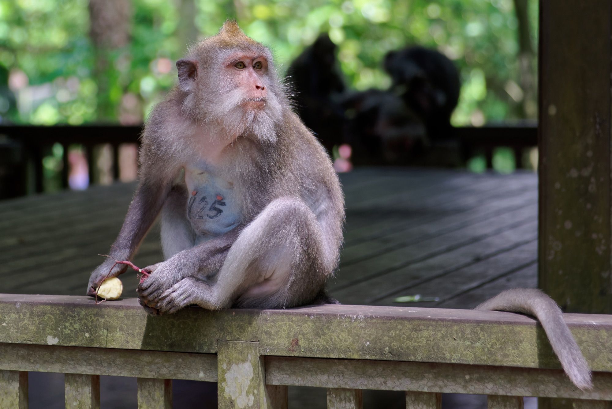 Long-tailed macaque in the Ubud Monkey Forest