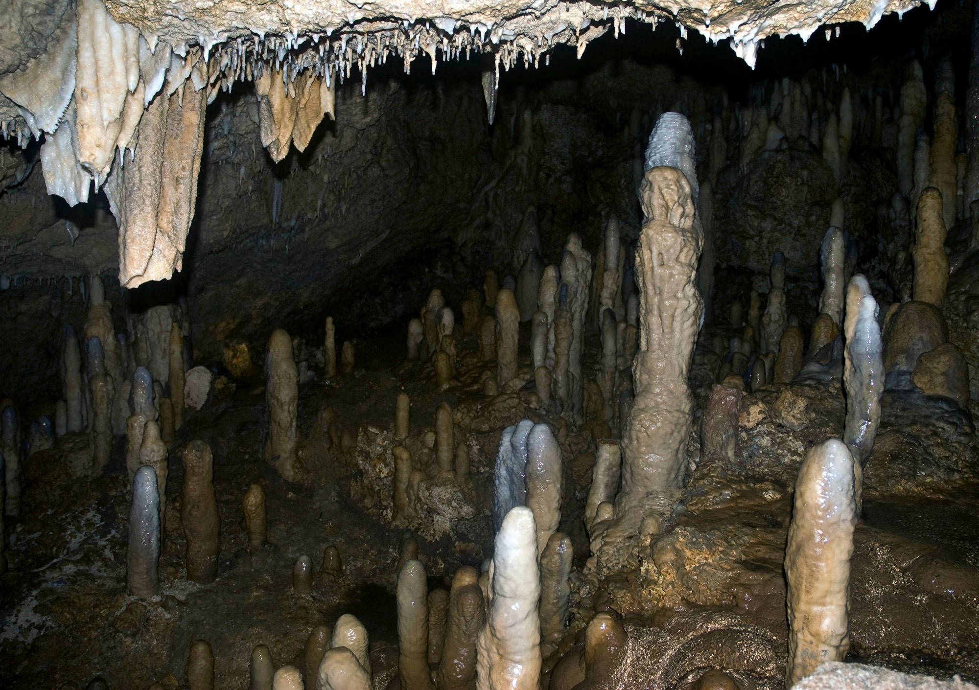Harrison's Cave Tram Tour