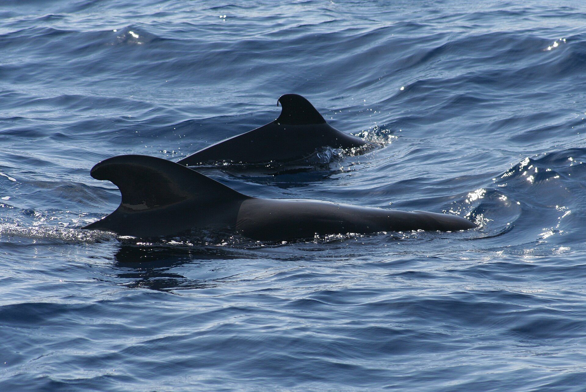 Whale and Dolphin Watching Catamaran, Costa Adeje