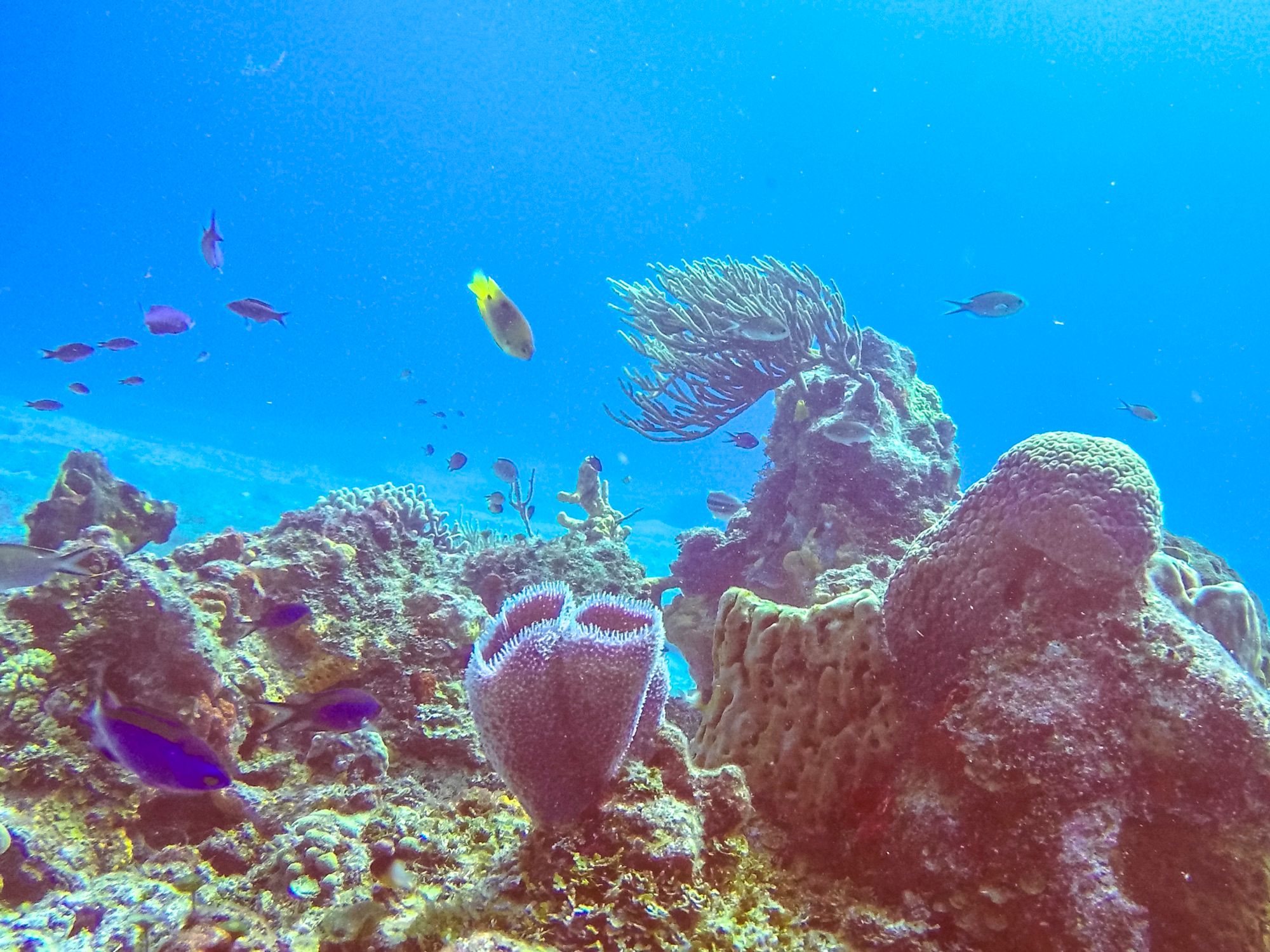 Cozumel Reef Snorkelling Trip