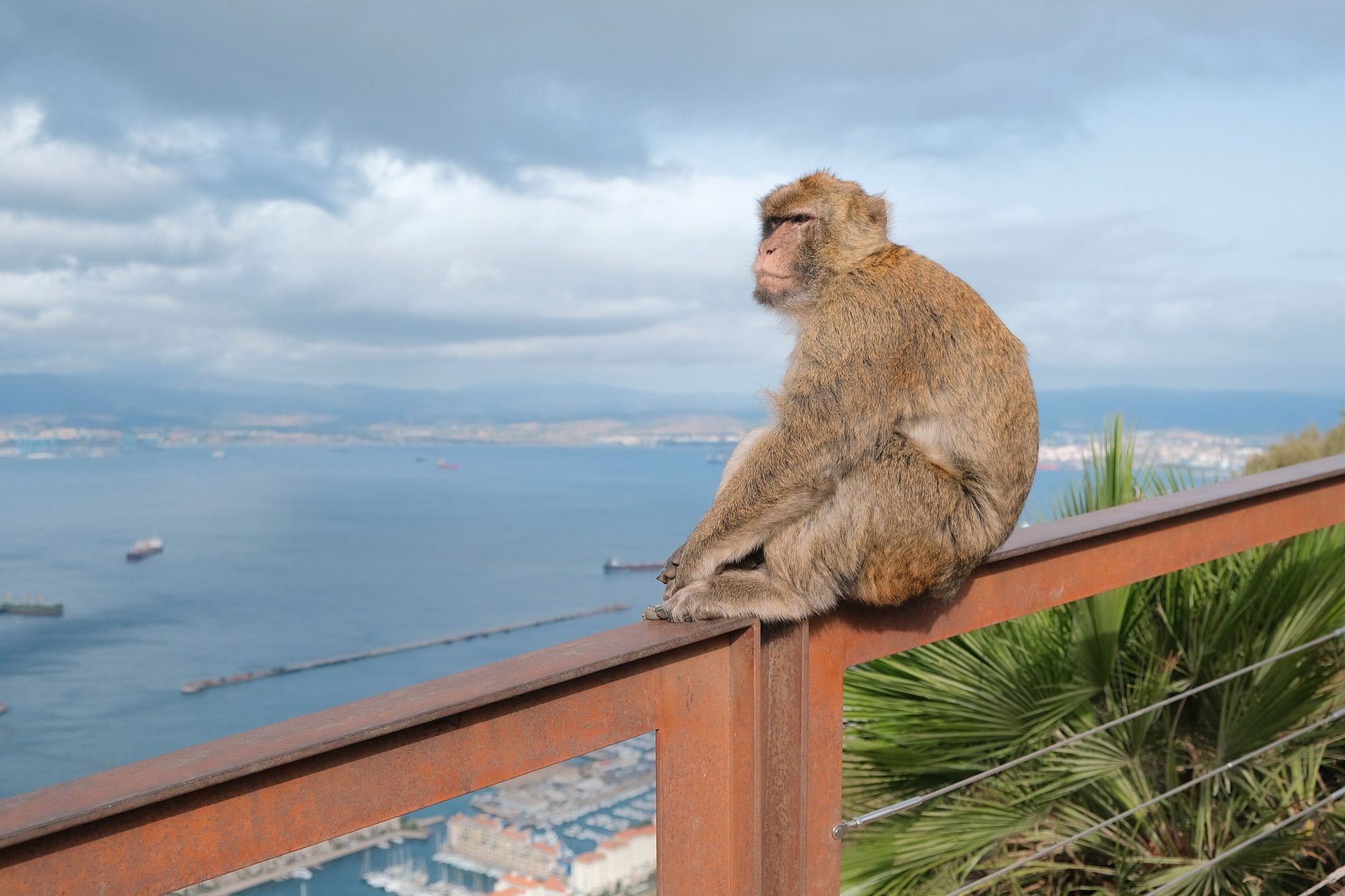 Excursión a Gibraltar con visita al Peñón