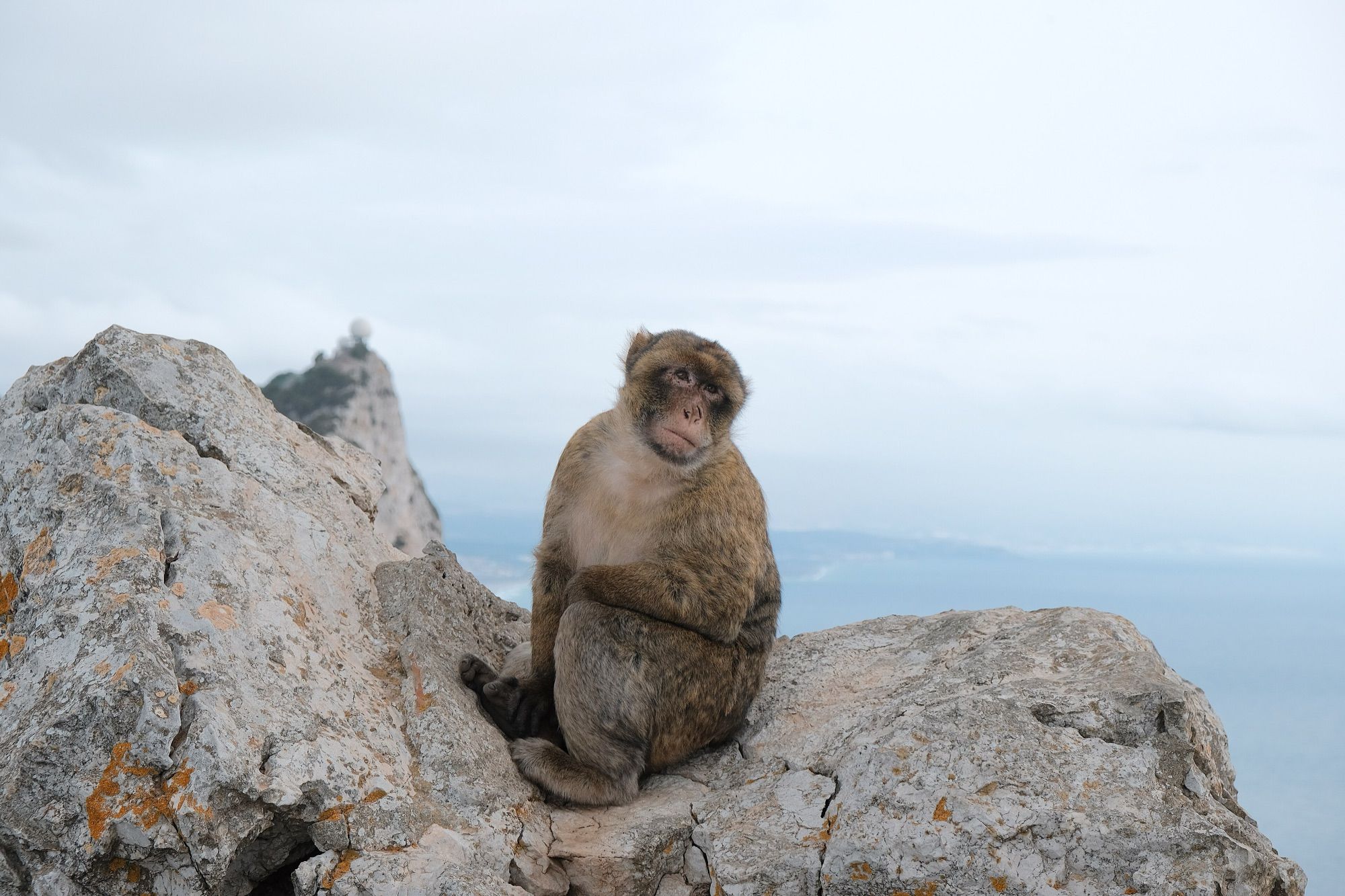 Excursión a Gibraltar con visita al Peñón