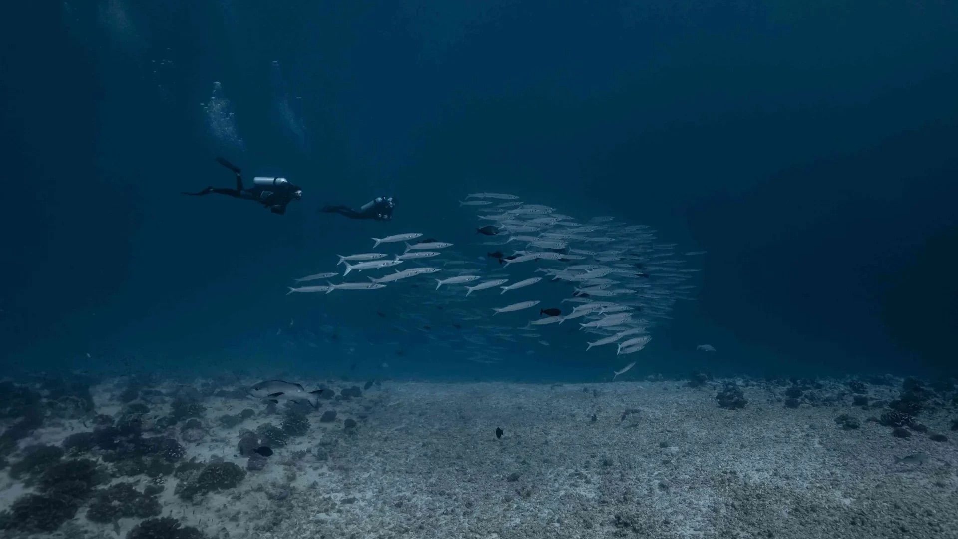 Diver with a school of fish in the pass