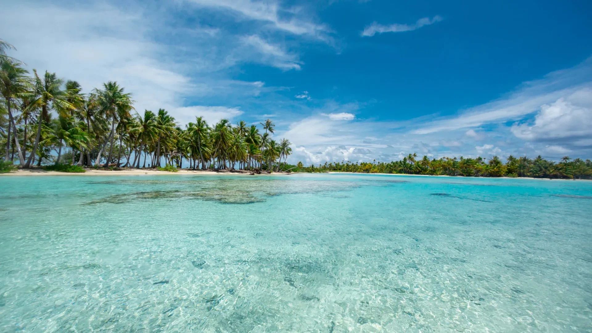 Clear turquoise lagoon and palm line