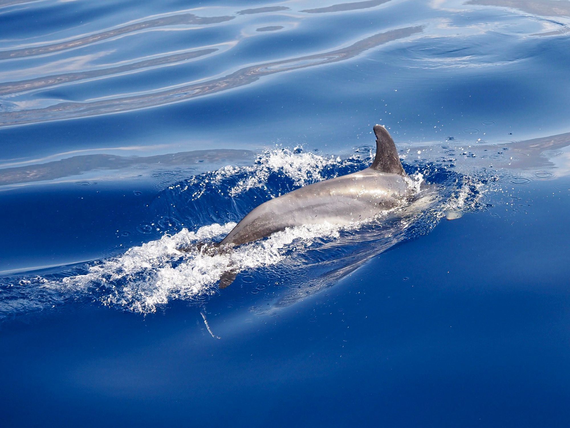 Dolphin and Whale Watching from Funchal
