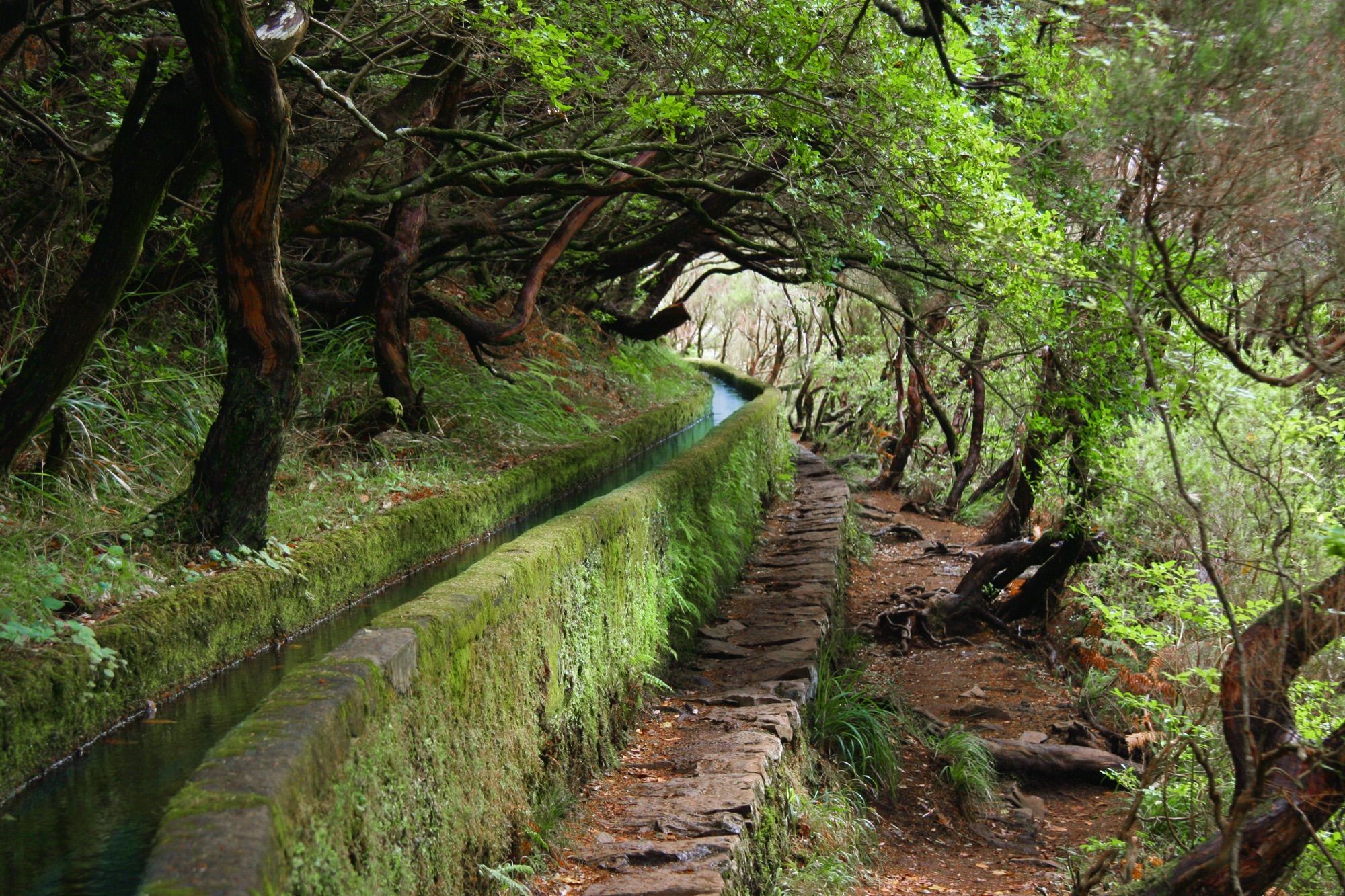 A levada path running beside its water channel through laurel forest