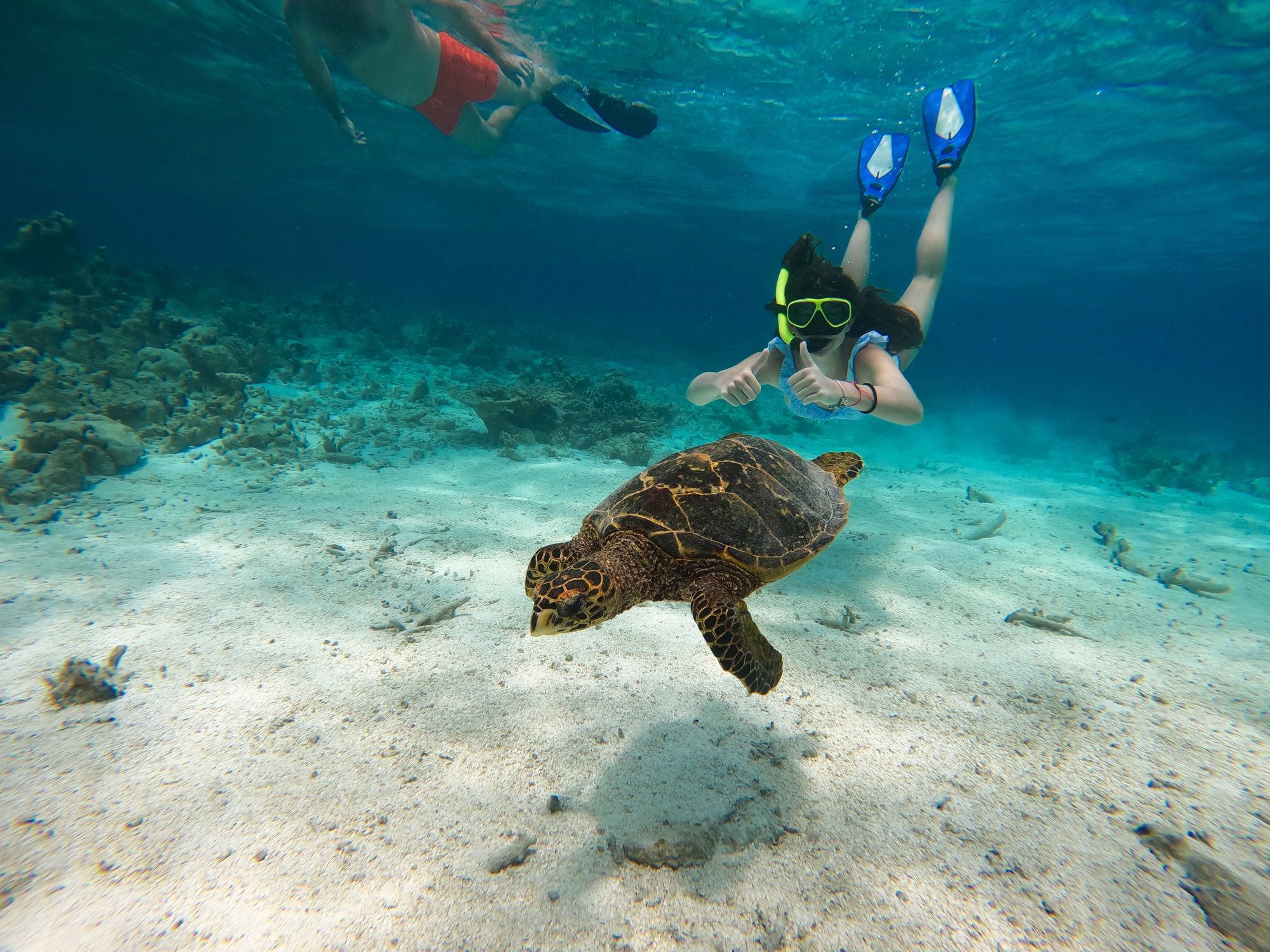 Reef Snorkelling Trip with Sandbank Lunch