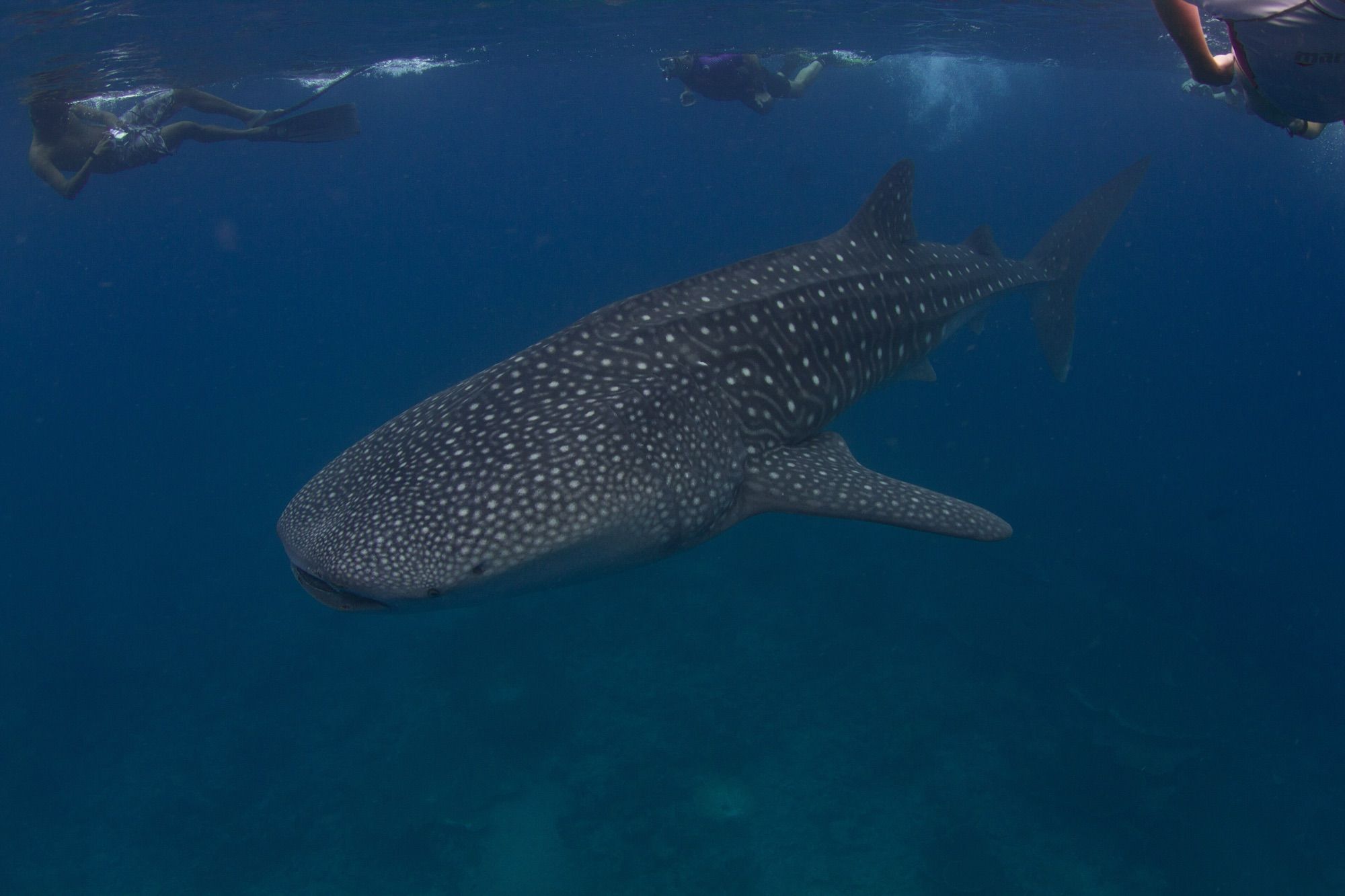 Whale Shark and Manta Snorkelling in South Ari