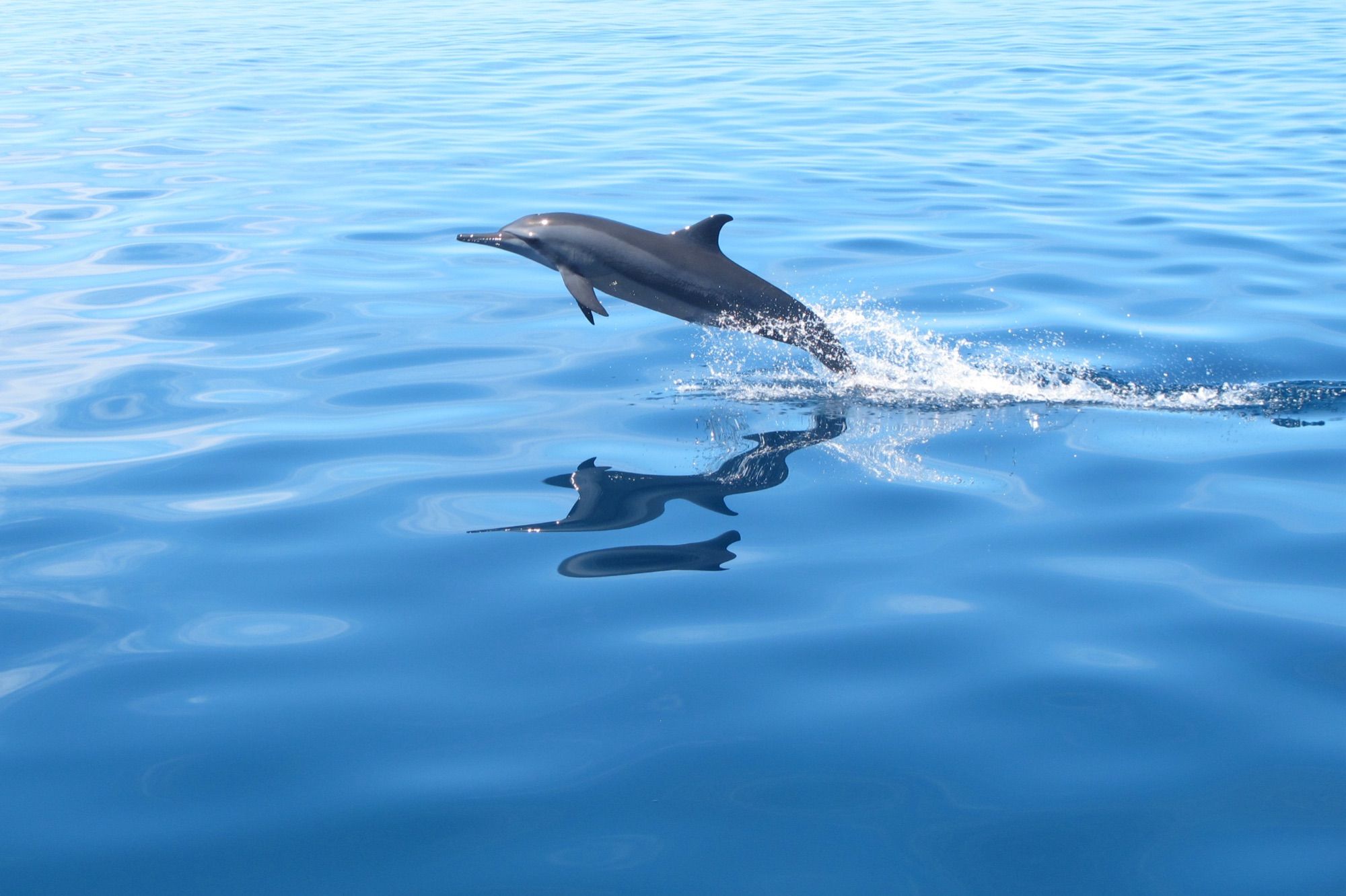 Sunset Dolphin Cruise
