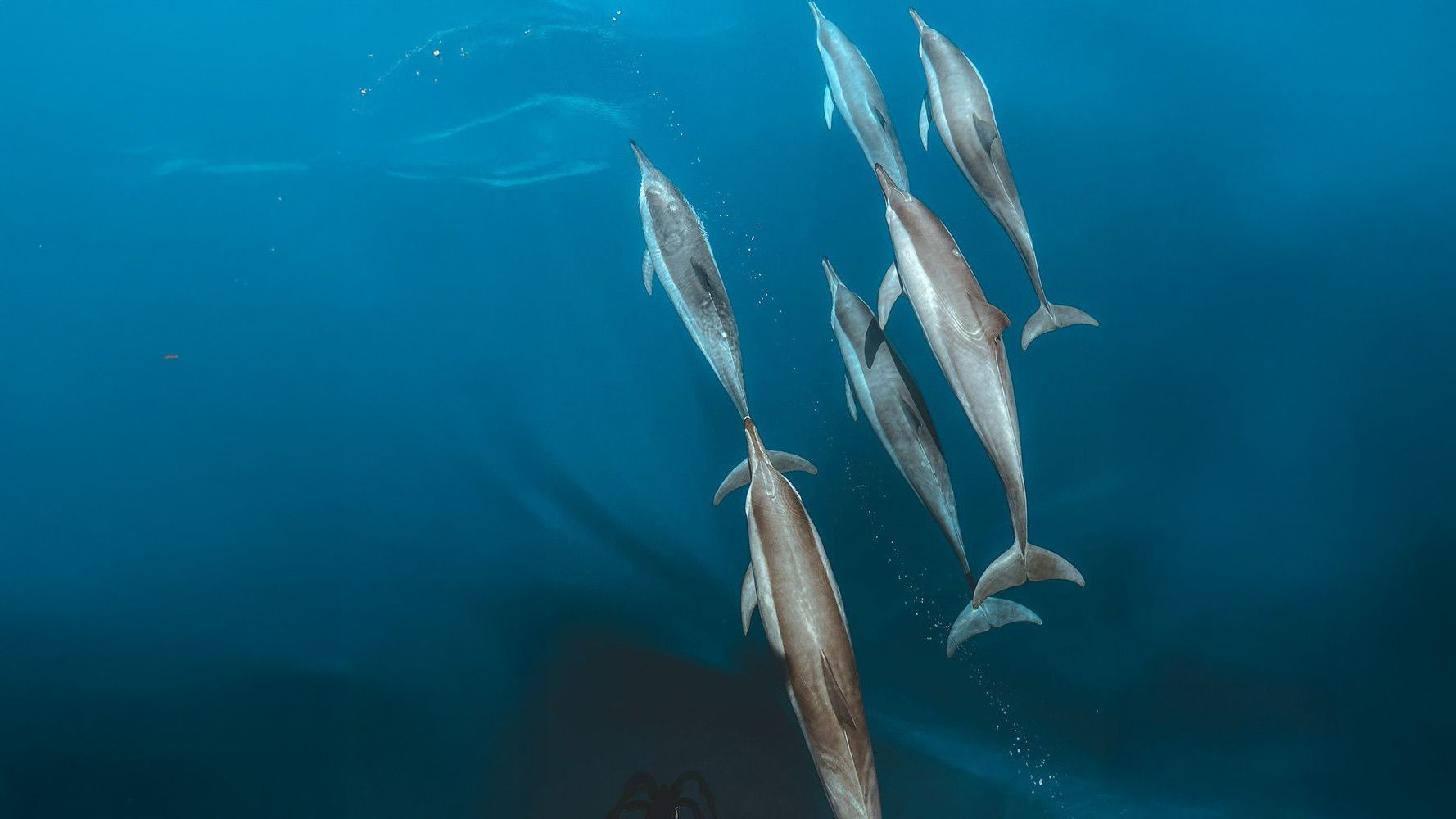 A pod of dolphins swimming in the open sea