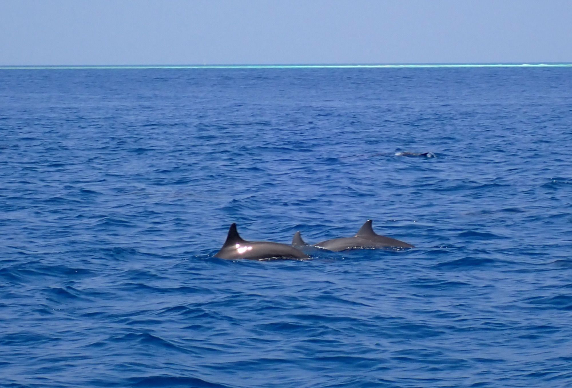 Spinner dolphins surfacing near the reef