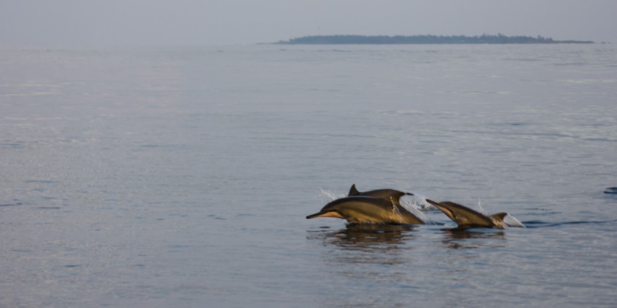 Two dolphins swimming side by side off a Maldivian island