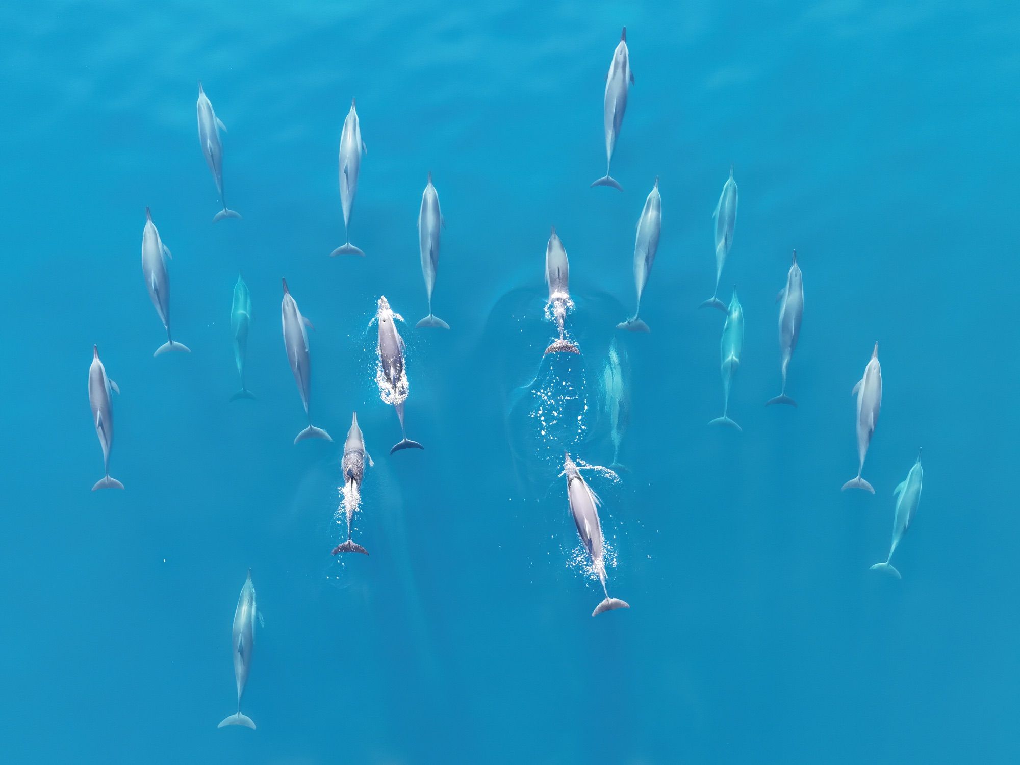 Swim with Wild Dolphins off Tamarin