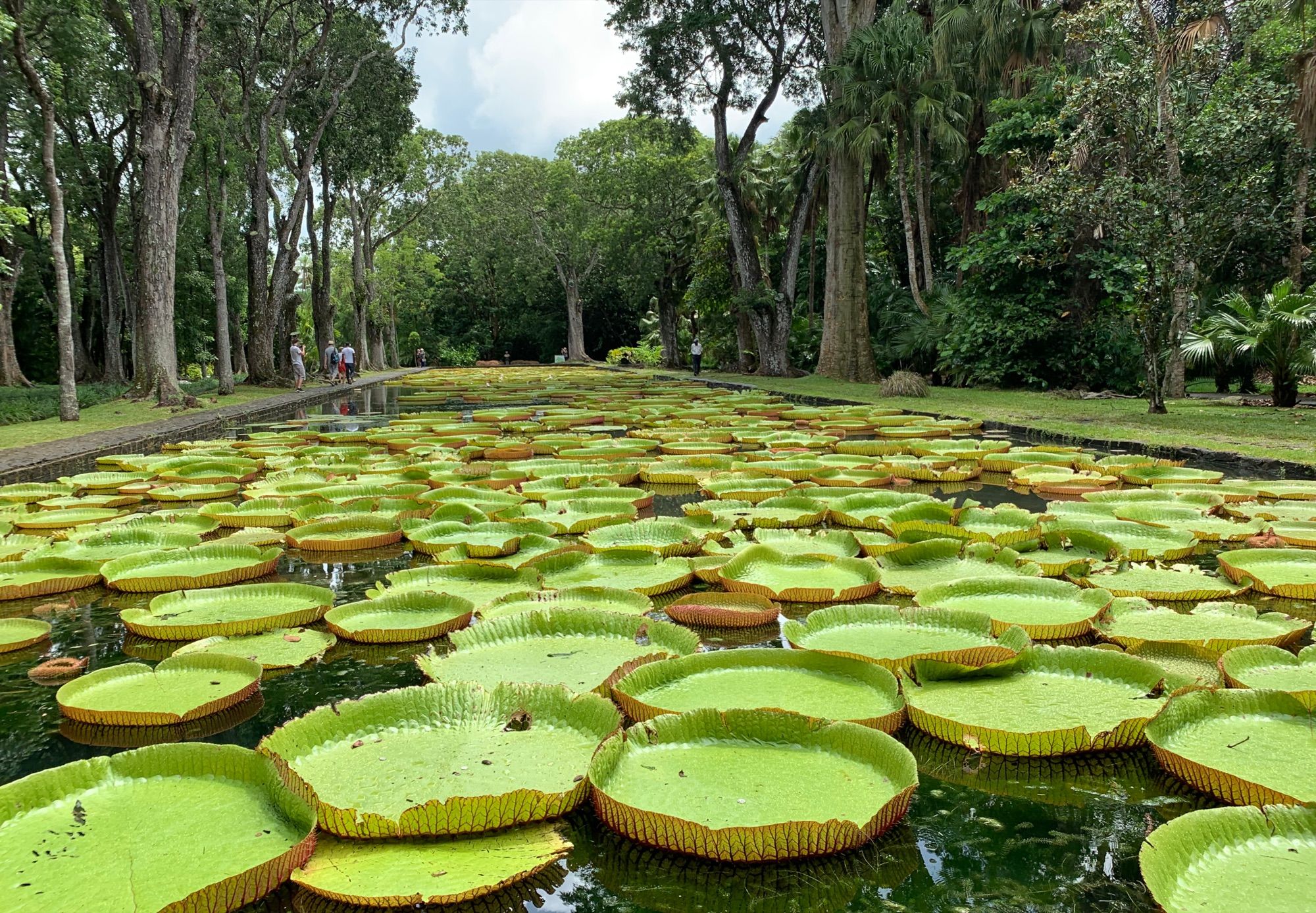 Port Louis and Pamplemousses Garden Tour