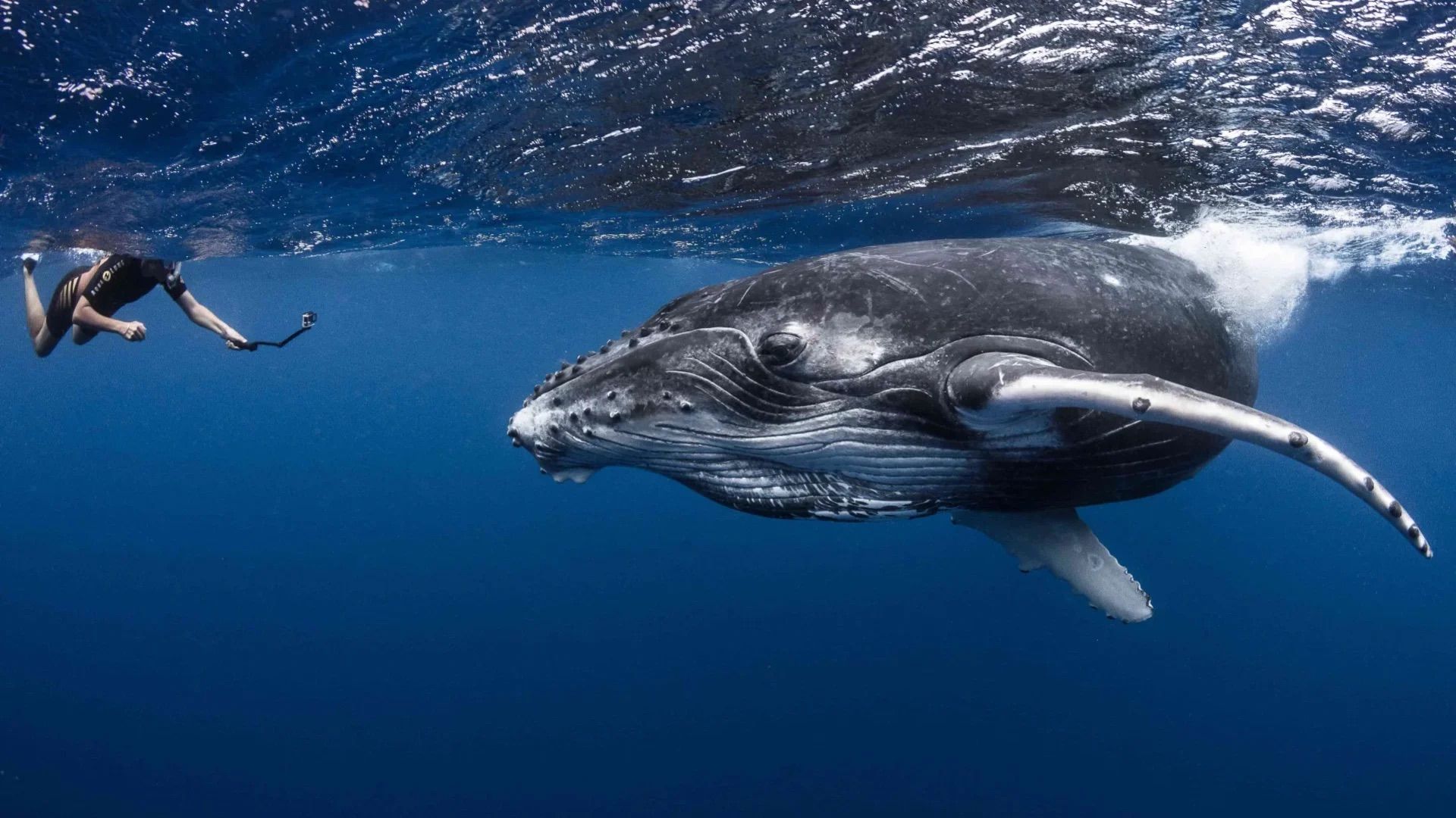 Swimming with a humpback whale