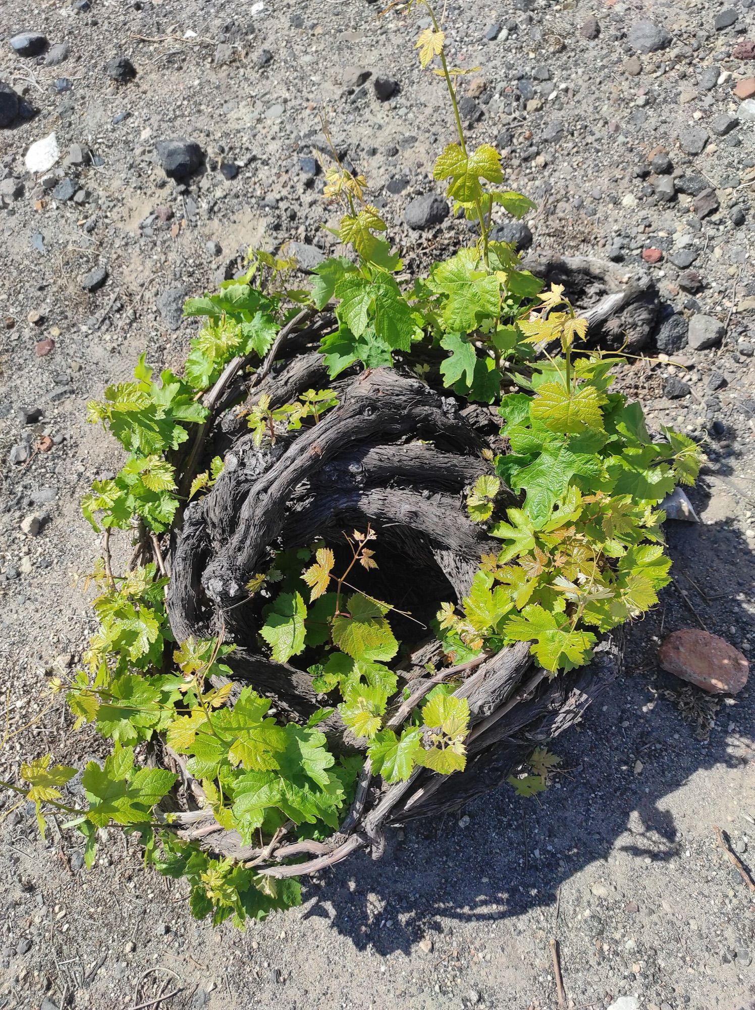 Assyrtiko vine trained into a low kouloura basket