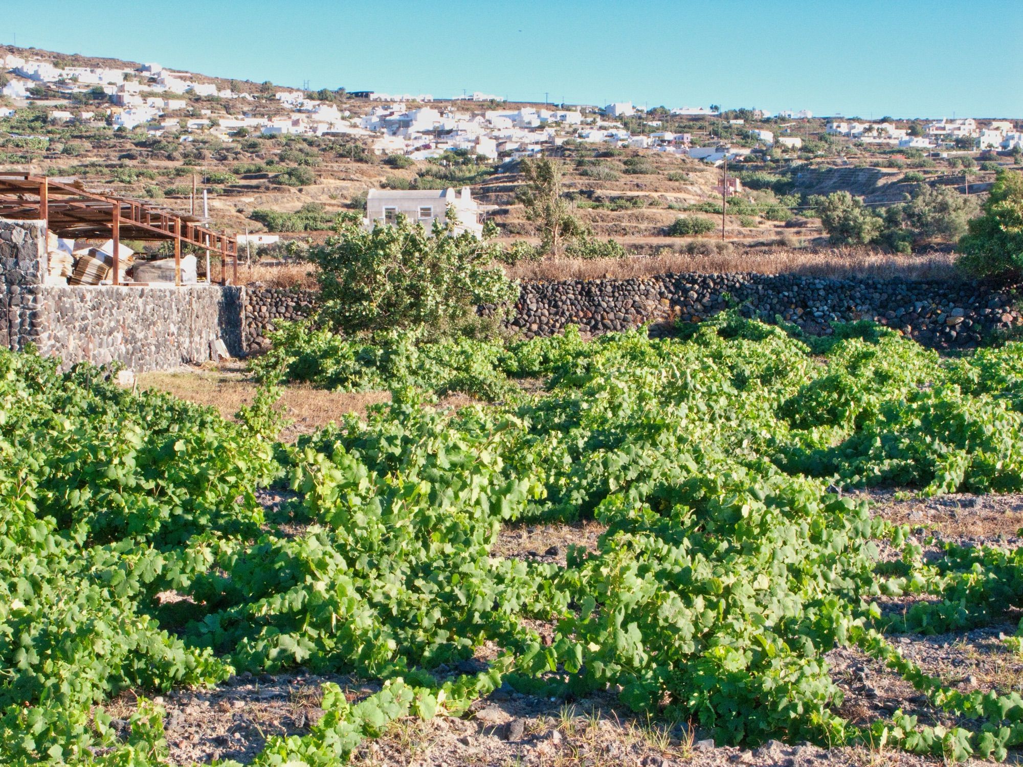 Old vines at a Santorini wine estate