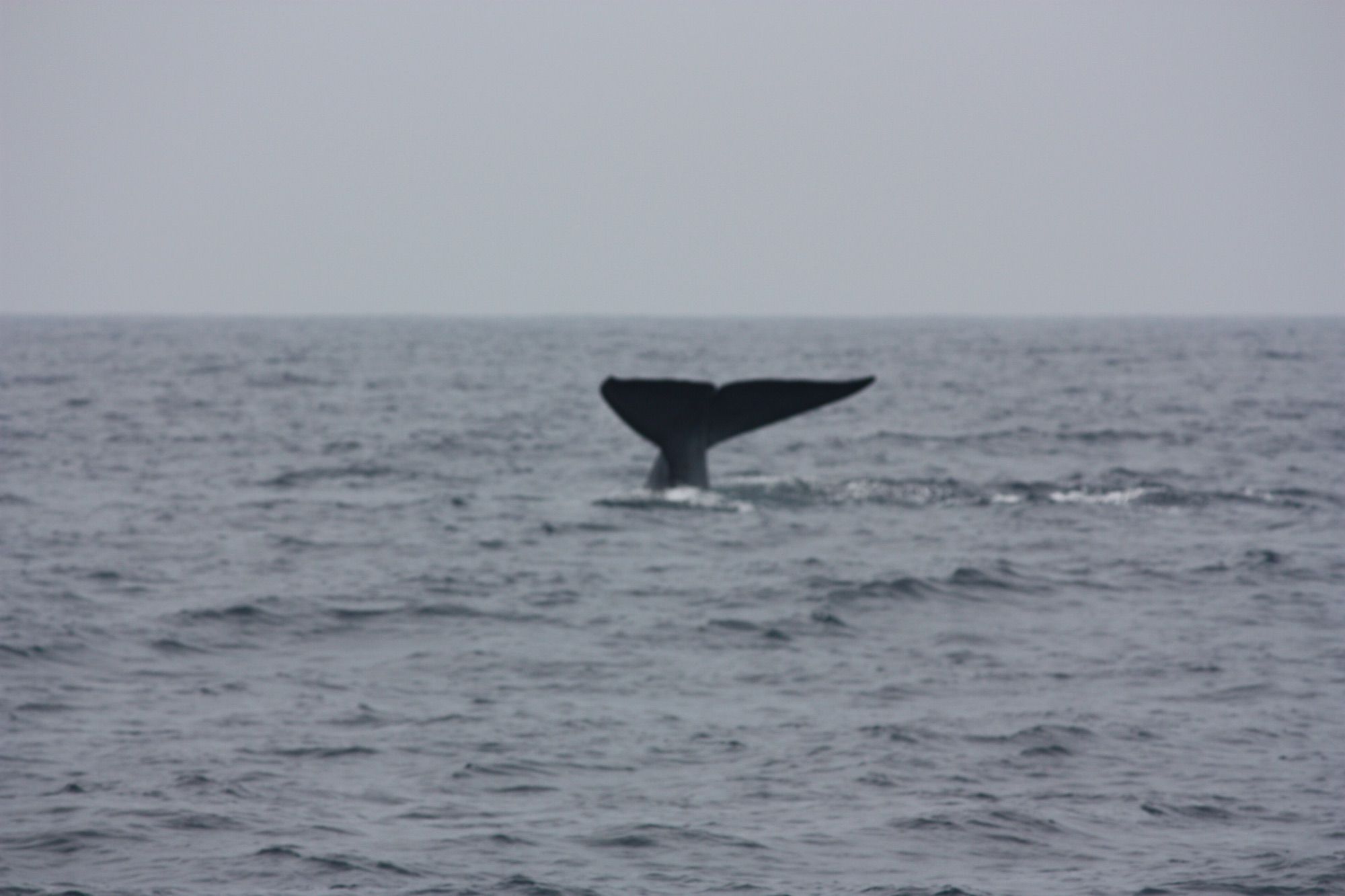 Whale Watching Boat Trip from Mirissa
